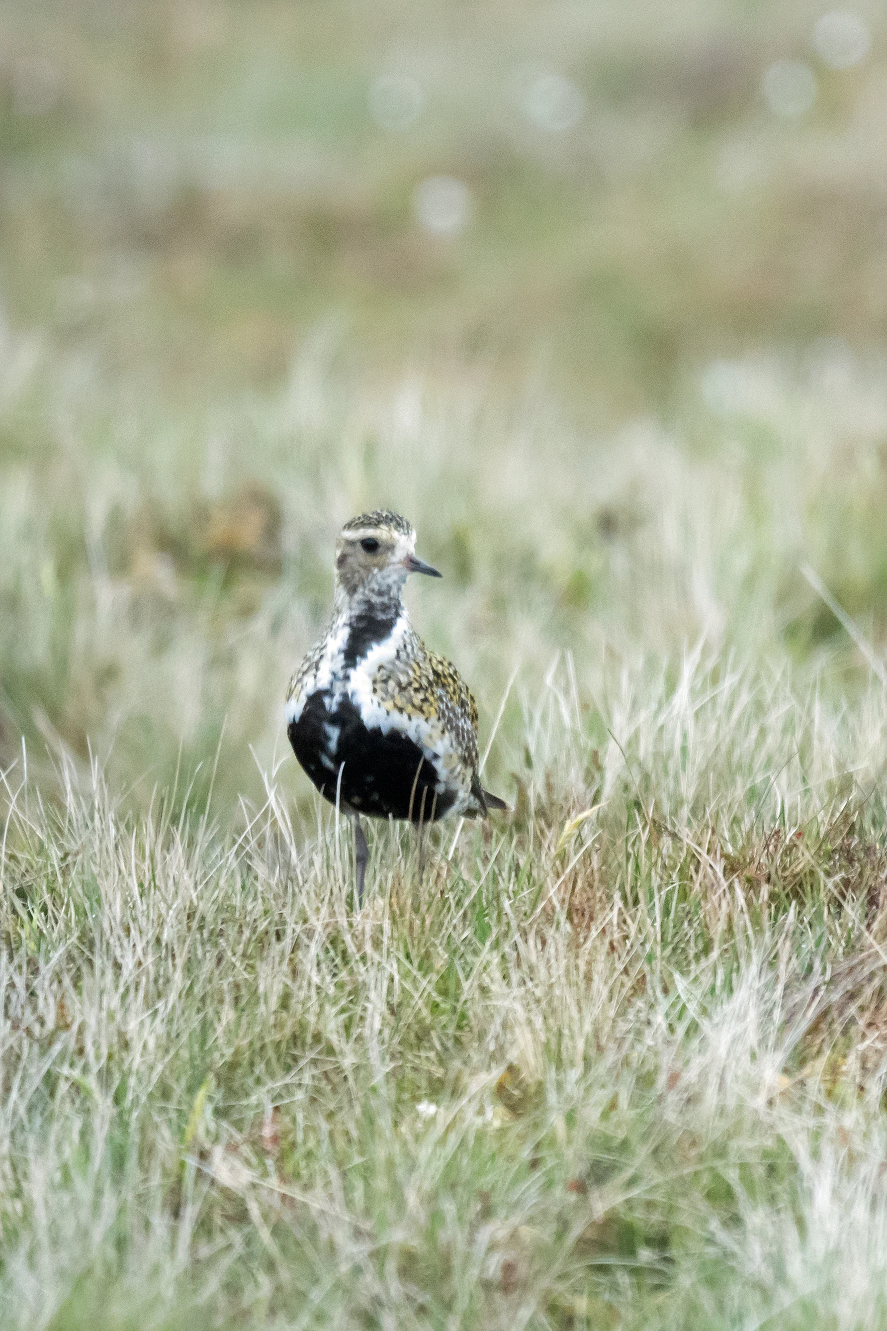 Golden Plover, Unst, UK — photo by Jim Bennett