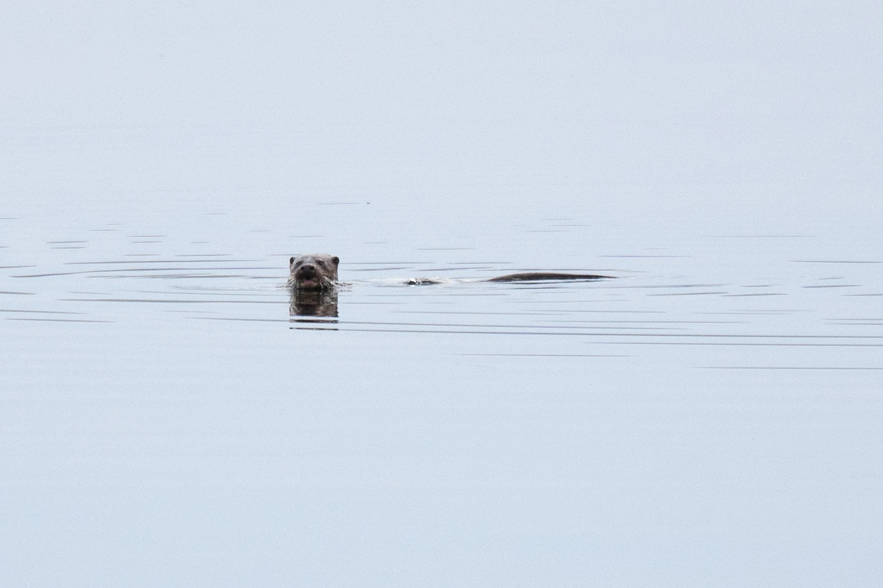 Otter, Unst, UK — photo by Jim Bennett