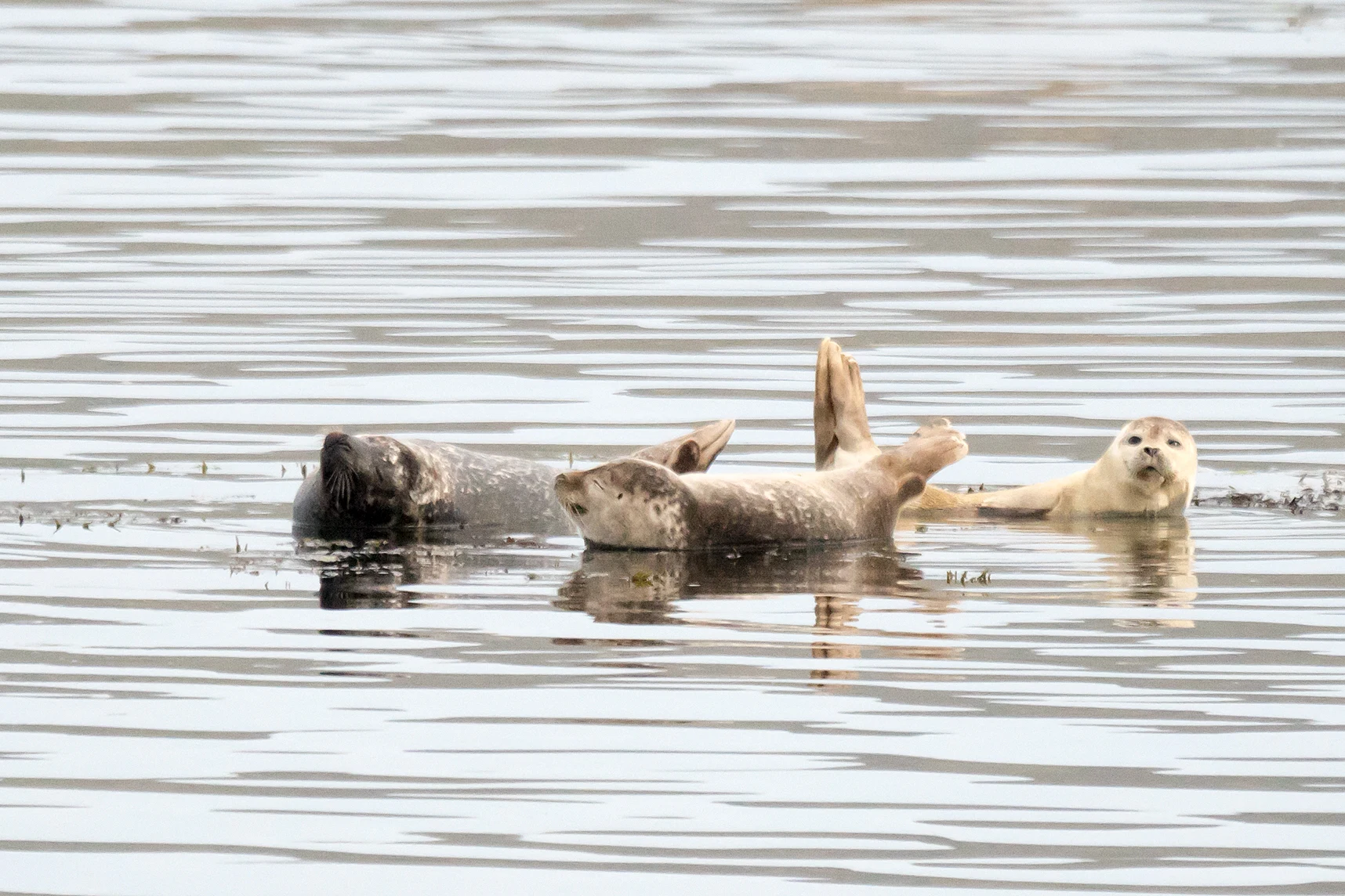 Common Seals, Unst, UK — photo by Jim Bennett