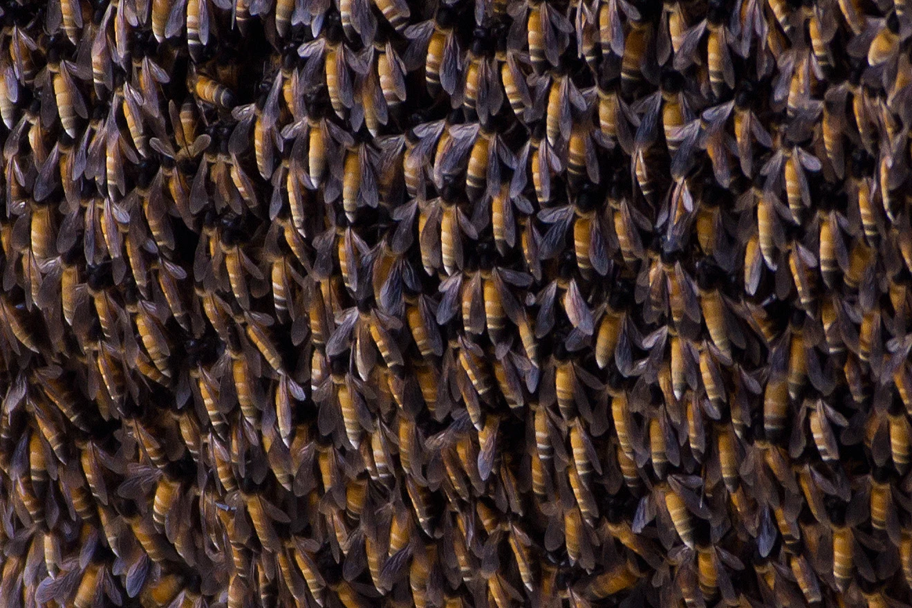 Giant Honey Bees, Fort Masuda, Rajasthan, India — photo by Jim Bennett