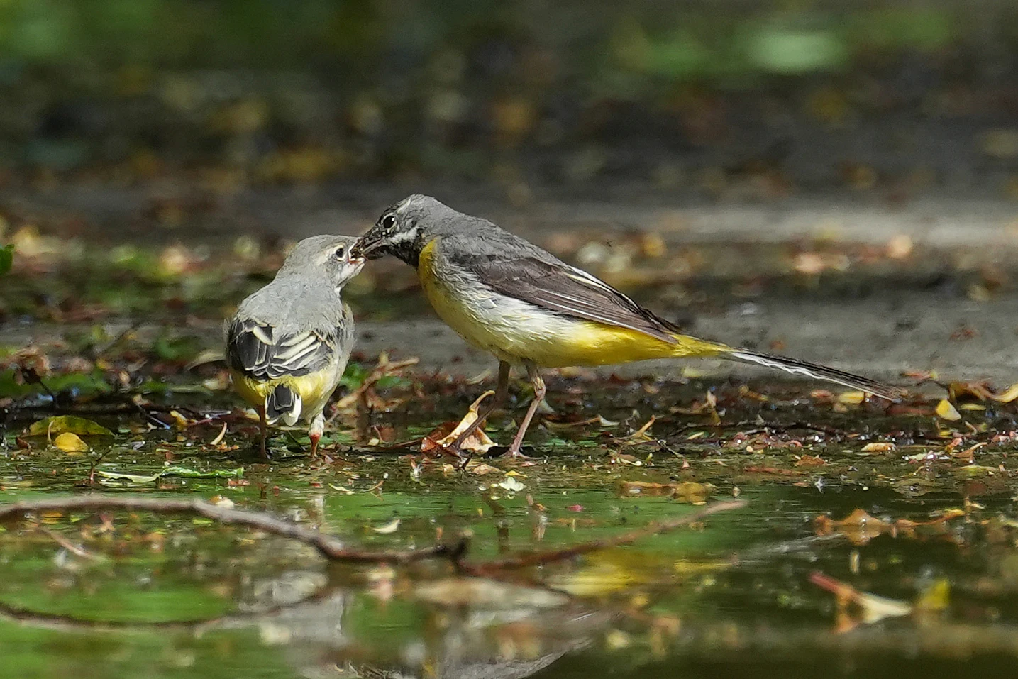 Grey Wagtails, Culham Lock, Oxfordshire, UK — photo by Jim Bennett