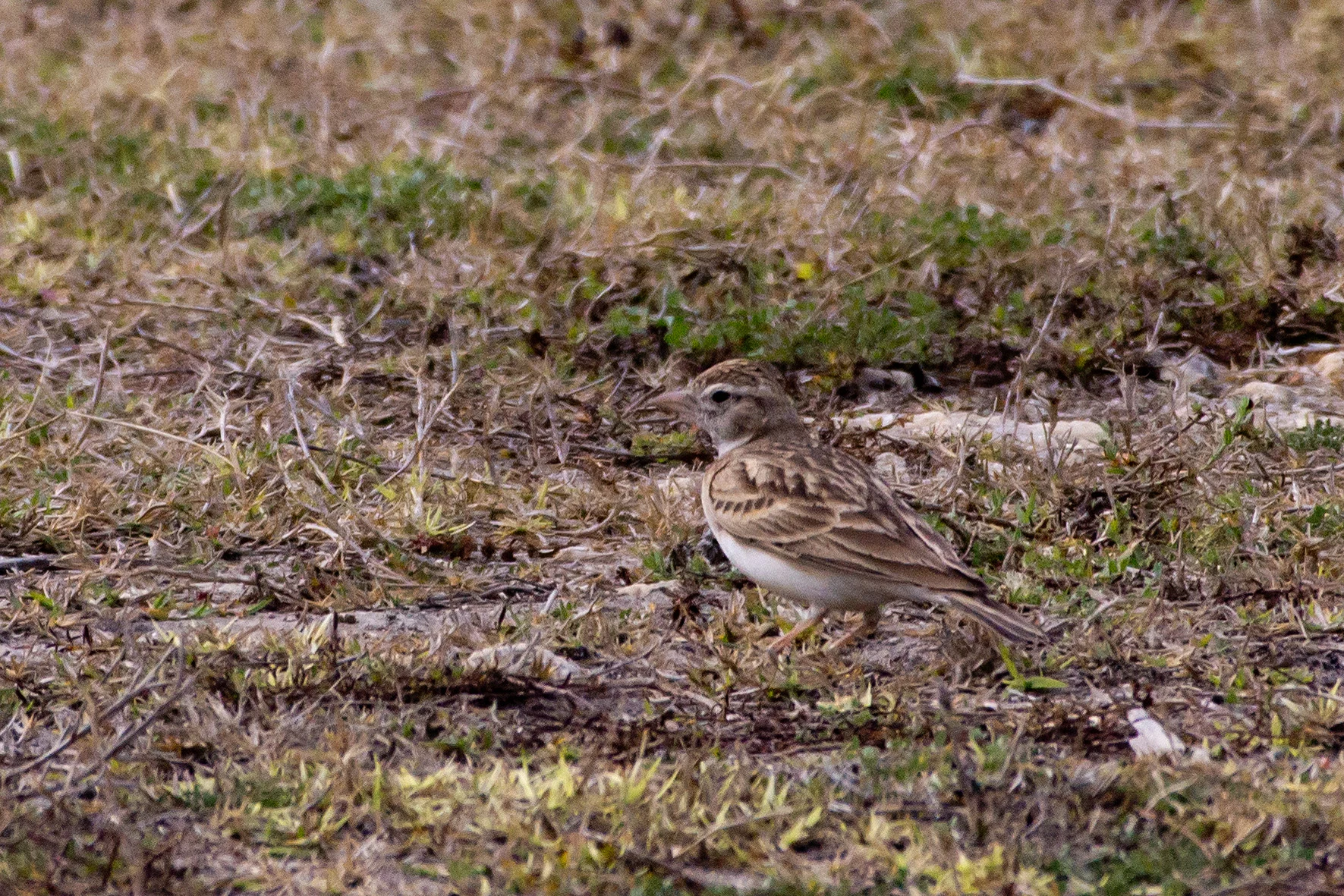 Greater Short-toed Lark, near Bijay Niwas, Rajasthan, India — photo by Jim Bennett