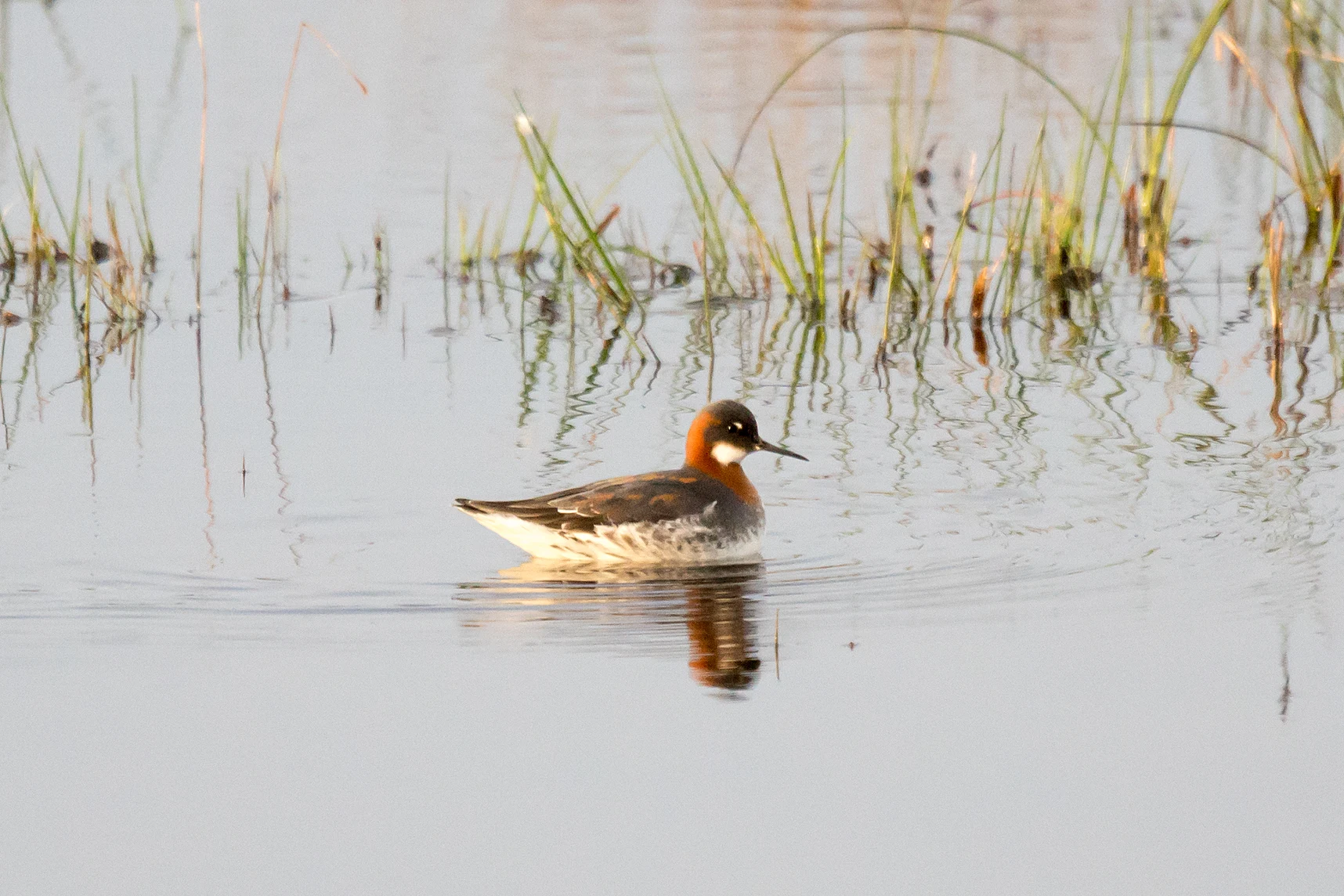 Red-necked Phalarope, Shetland, UK — photo by Jim Bennett