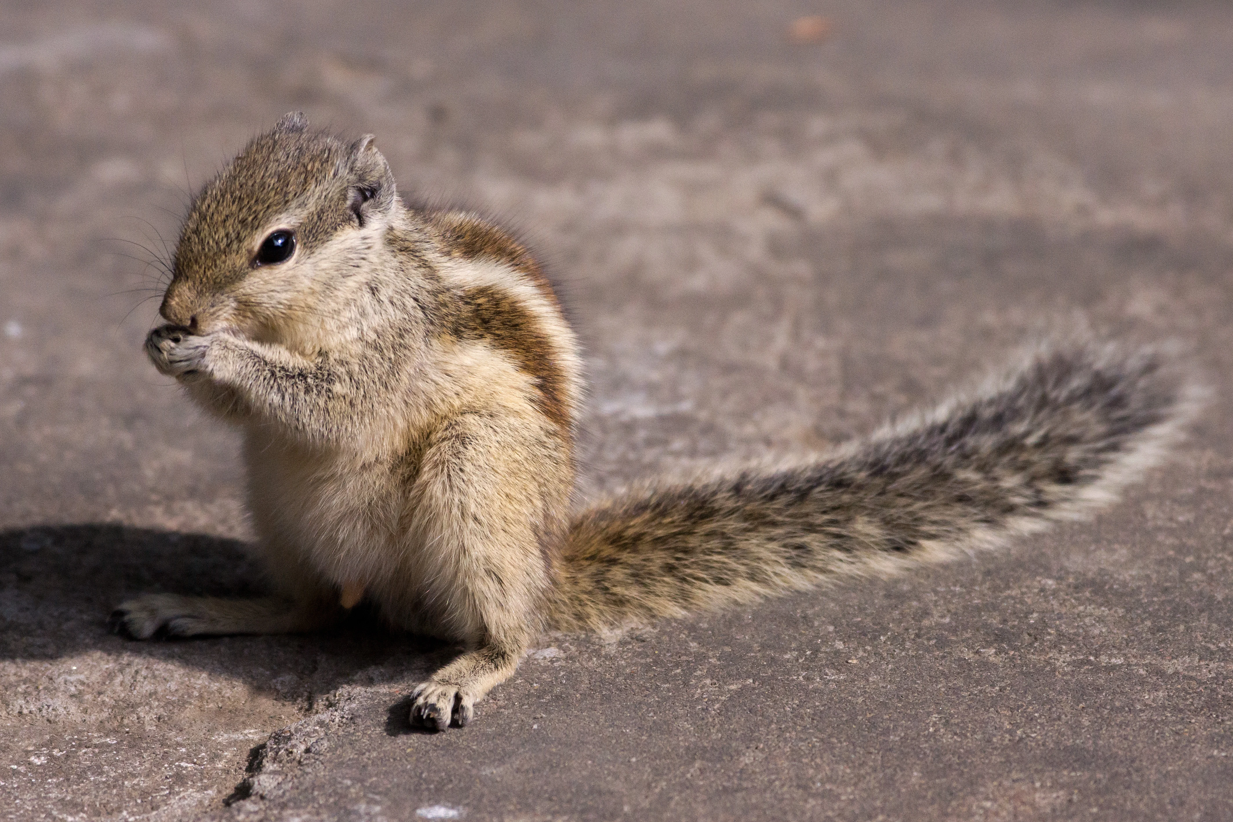 Five-striped Palm Squirrel, Bijay Niwas, Rajasthan, India — photo by Jim Bennett