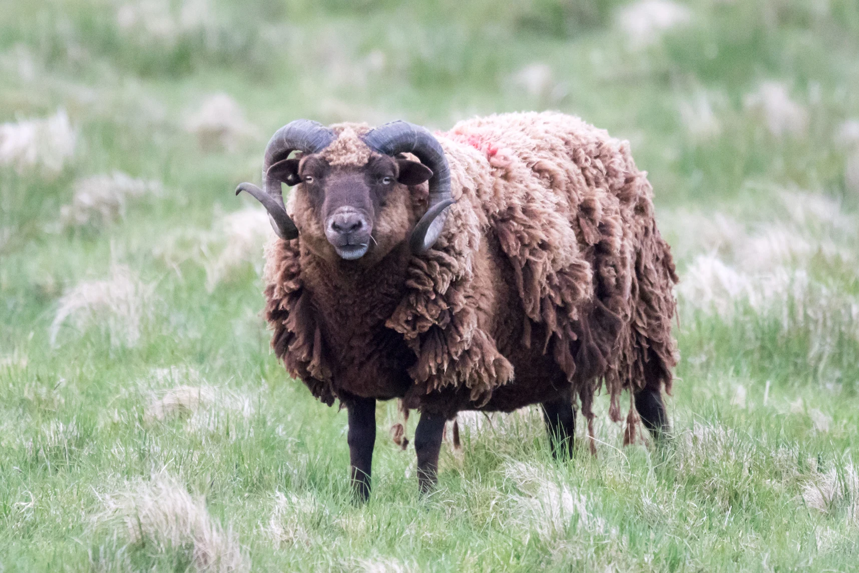Sheep, Unst, UK — photo by Jim Bennett