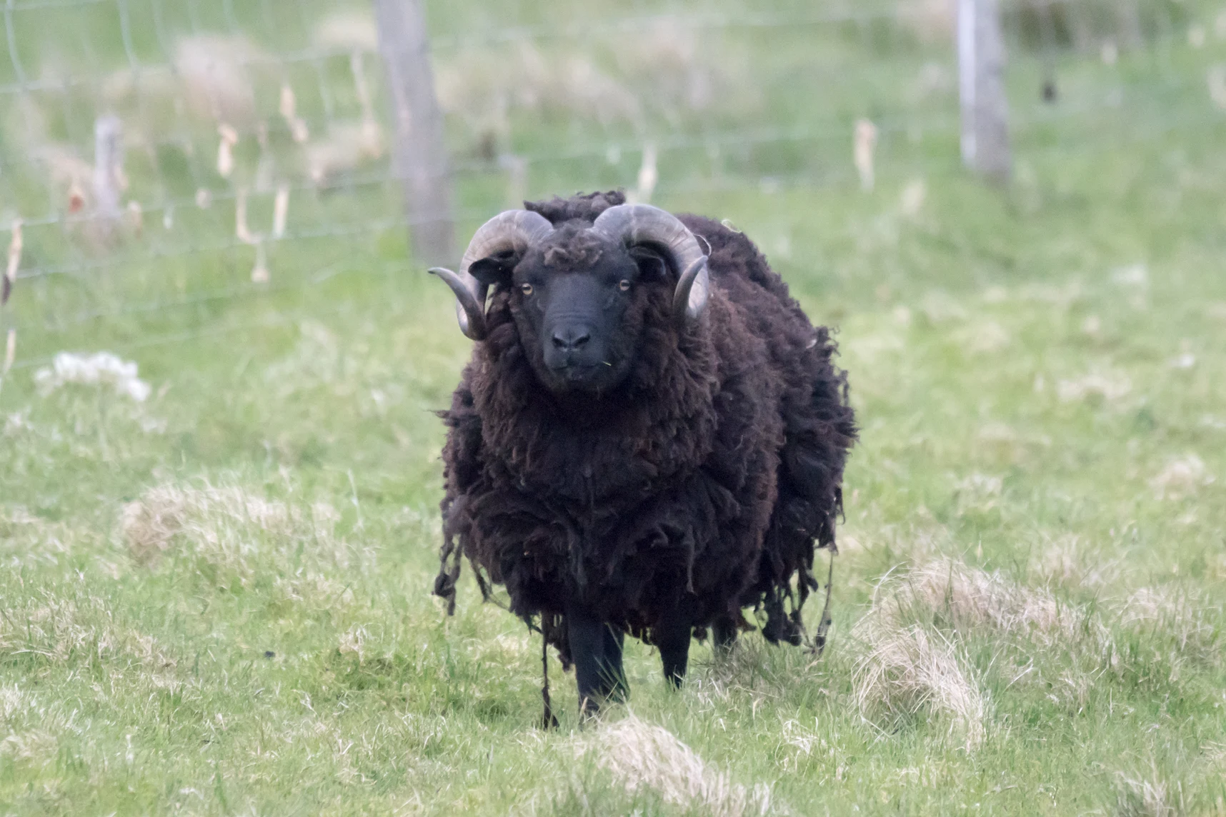 Sheep, Unst, UK — photo by Jim Bennett
