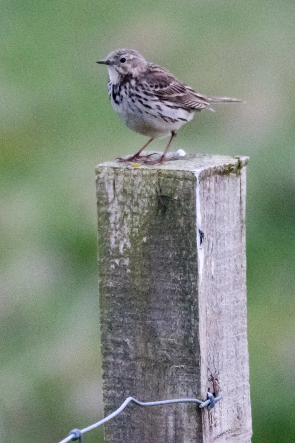 Meadow Pipit, Unst, UK — photo by Jim Bennett
