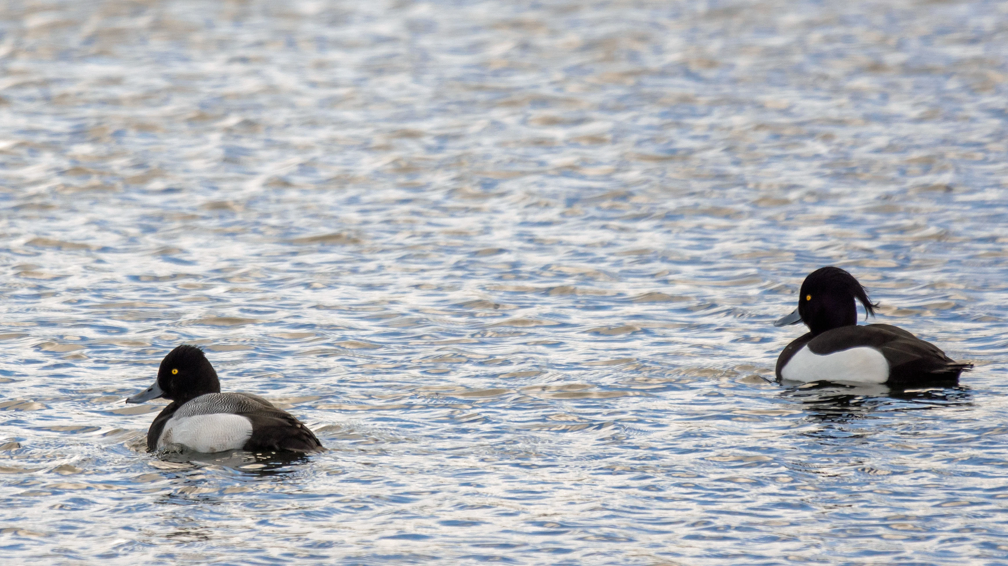 Lesser Scaup & Tufted Duck, Farmoor, Oxfordshire, UK — photo by Jim Bennett