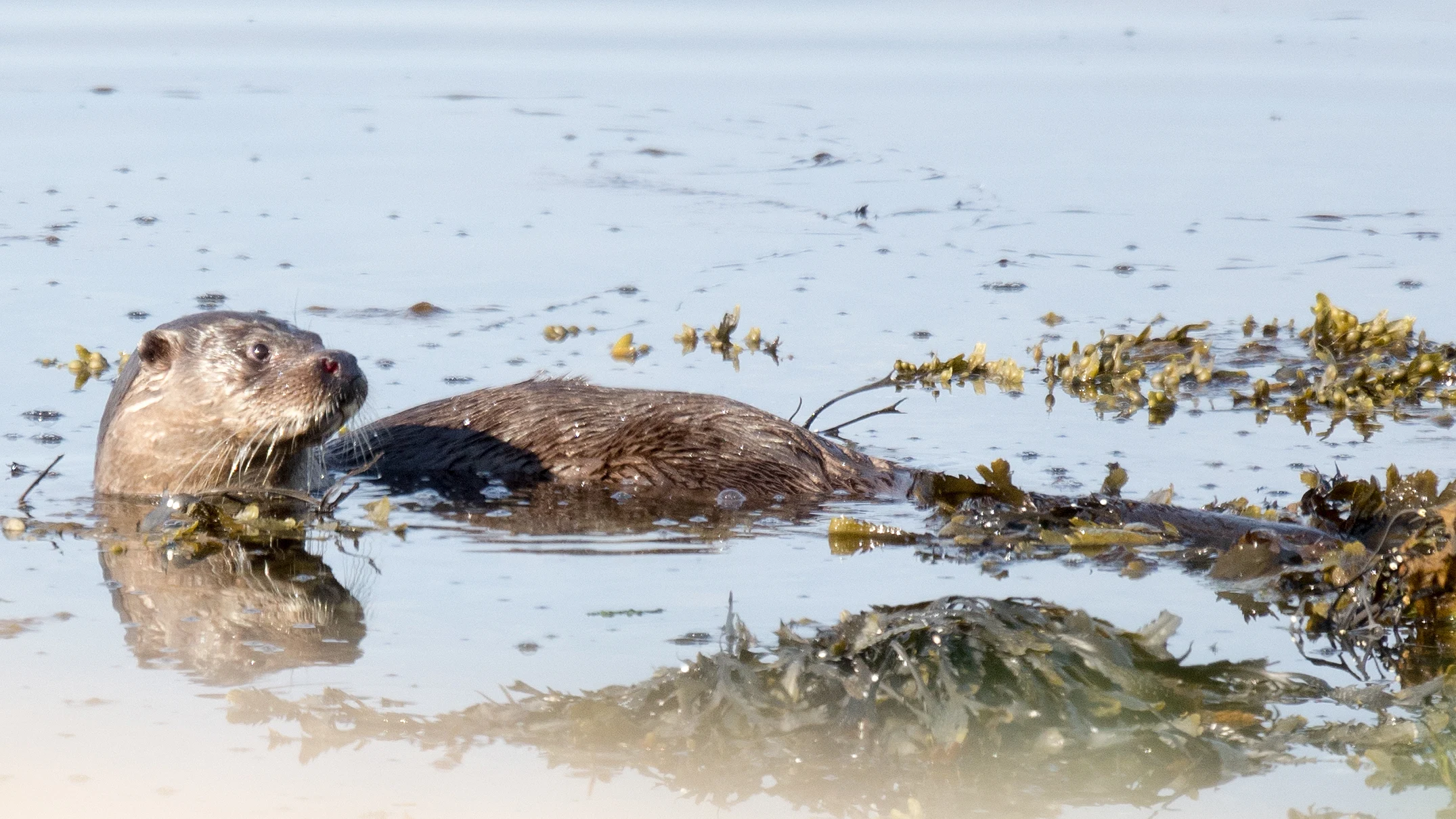 Otter, Unst, UK — photo by Jim Bennett