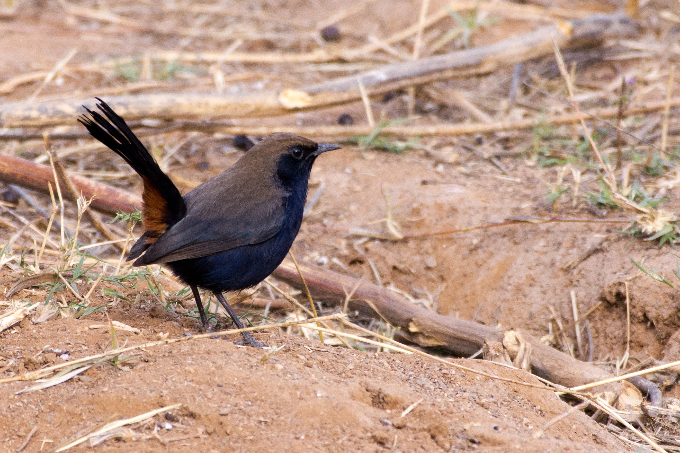 Indian Robin, Bijay Niwas, Rajasthan, India — photo by Jim Bennett