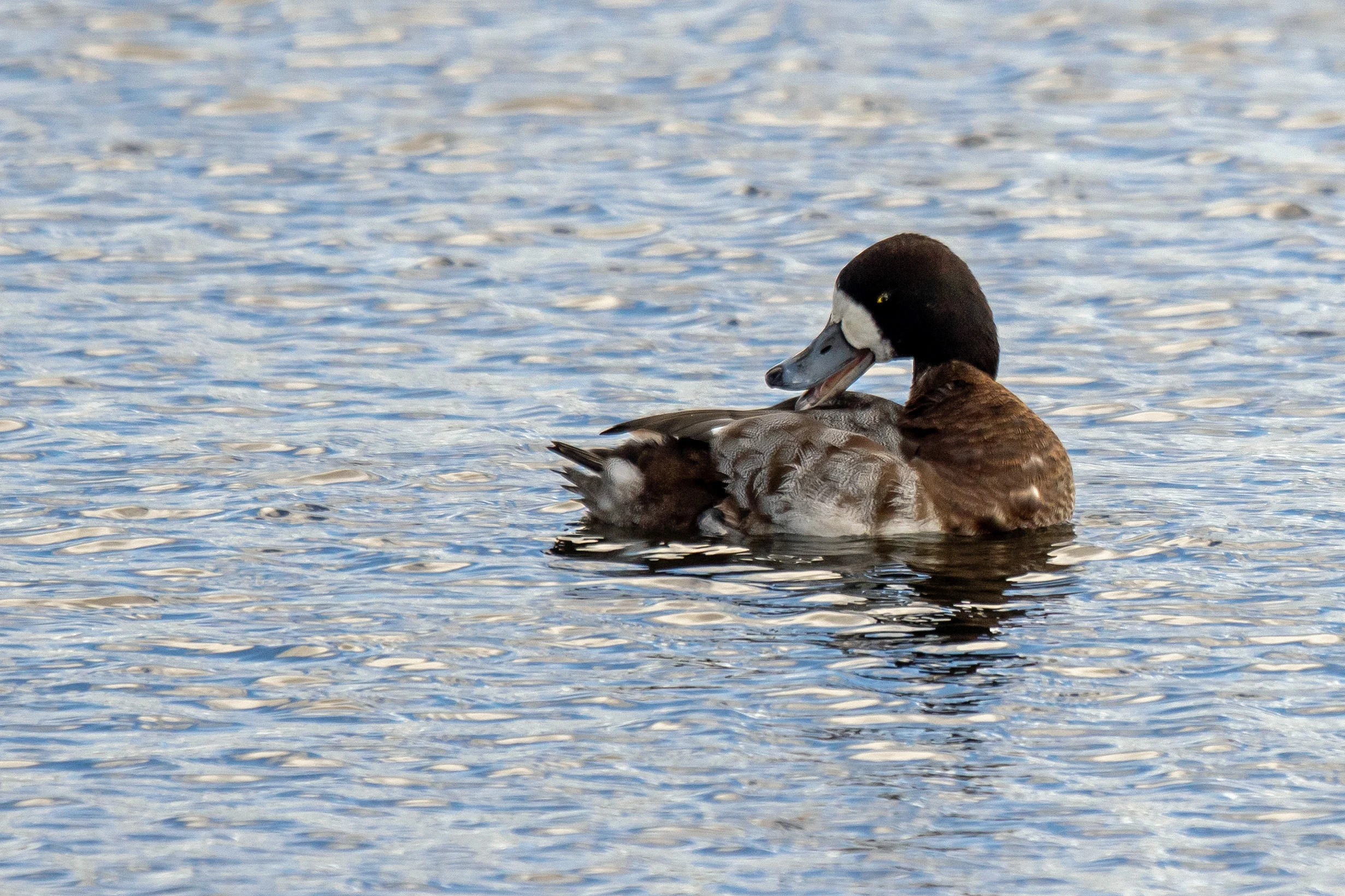 Greater Scaup, Farmoor, Oxfordshire, UK — photo by Jim Bennett