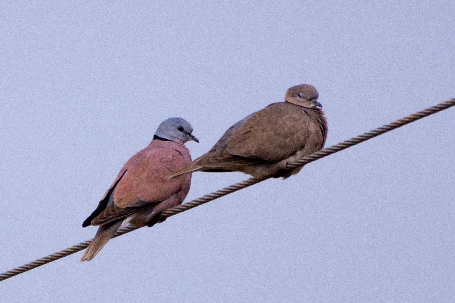 Red Collared Dove and Eurasian Collared Dove, Bijay Niwas, Rajasthan, India — photo by Jim Bennett