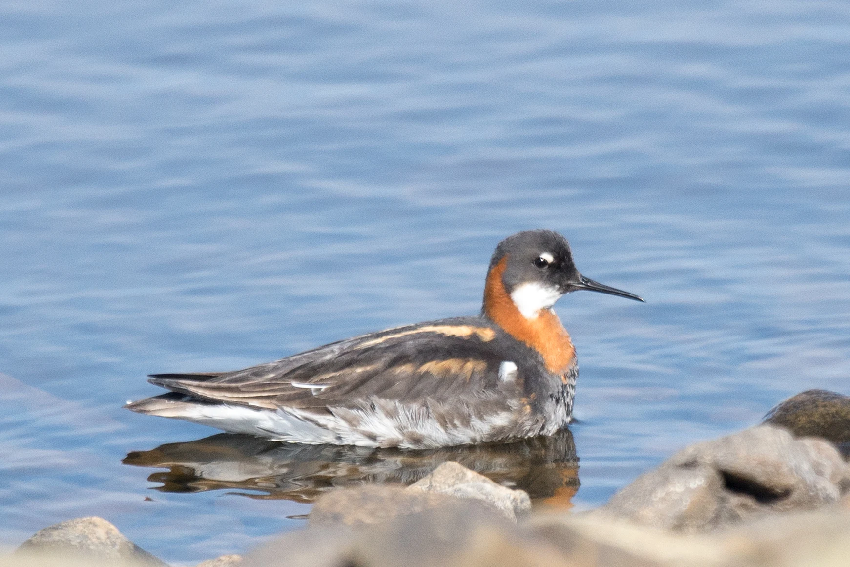 Red-necked Phalarope, Shetland, UK — photo by Jim Bennett