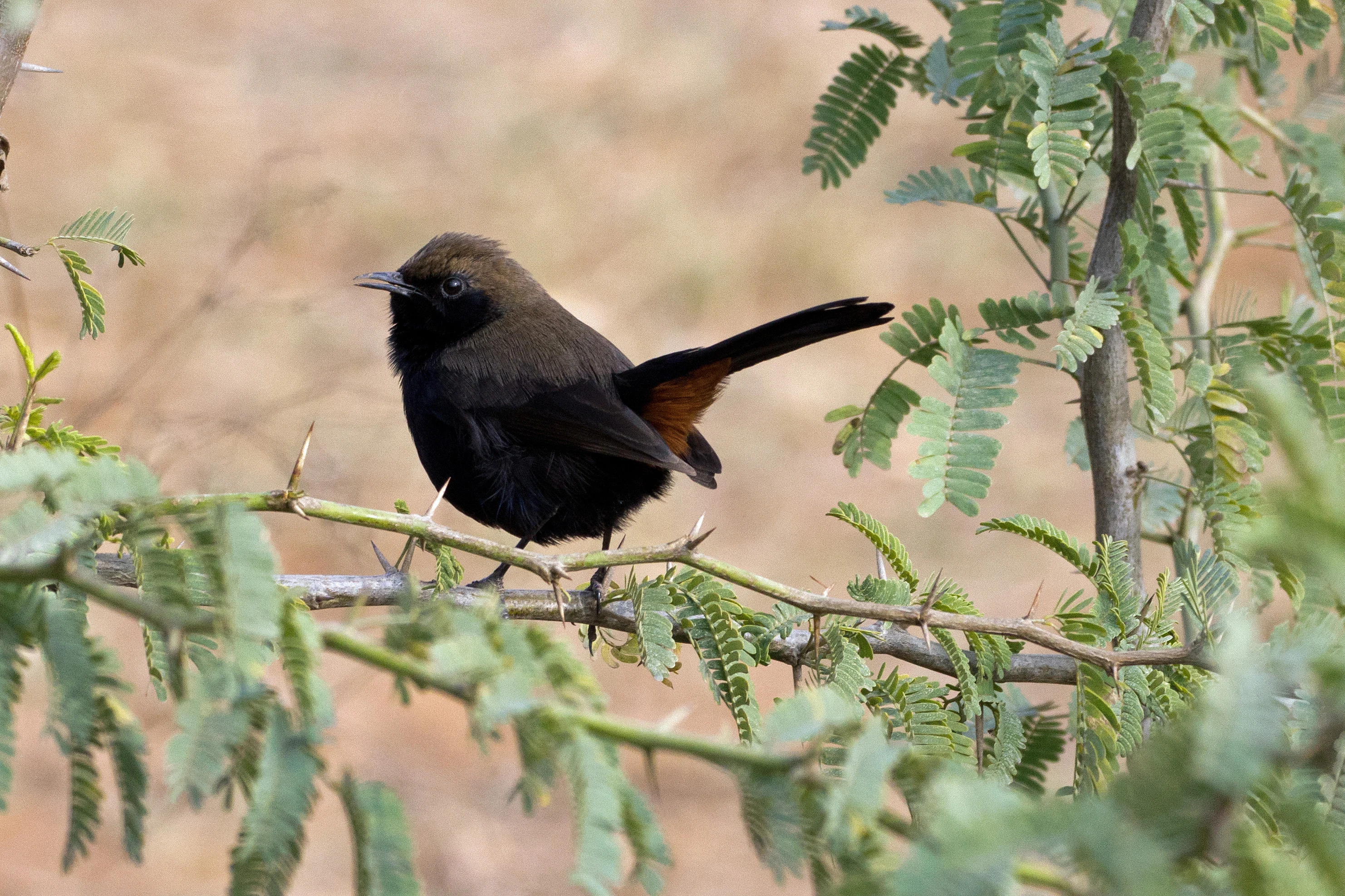 Indian Robin, Bijay Niwas, Rajasthan, India — photo by Jim Bennett