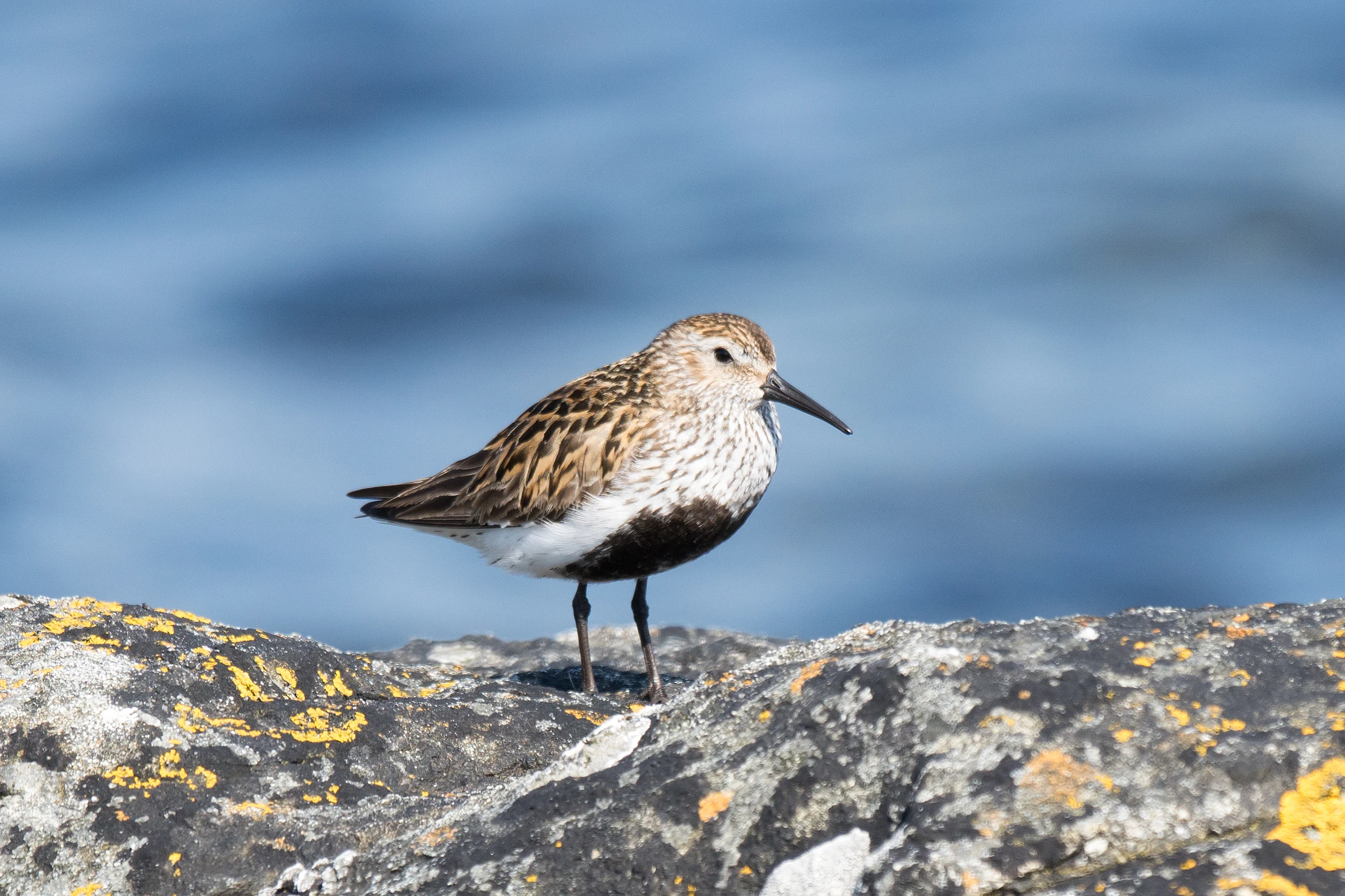 Dunlin, Fetlar, UK — photo by Jim Bennett