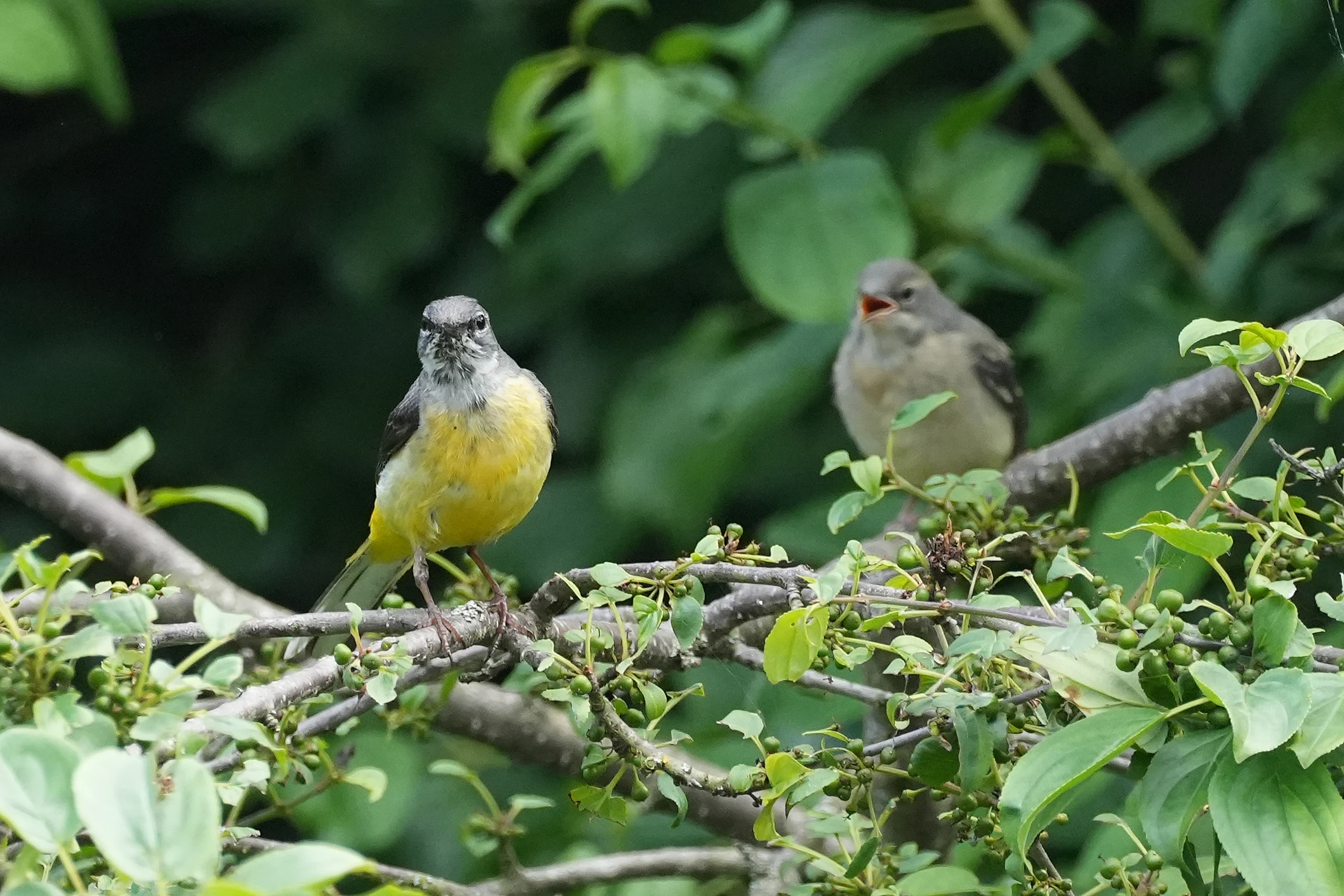 Grey Wagtails, Culham Lock, Oxfordshire, UK — photo by Jim Bennett