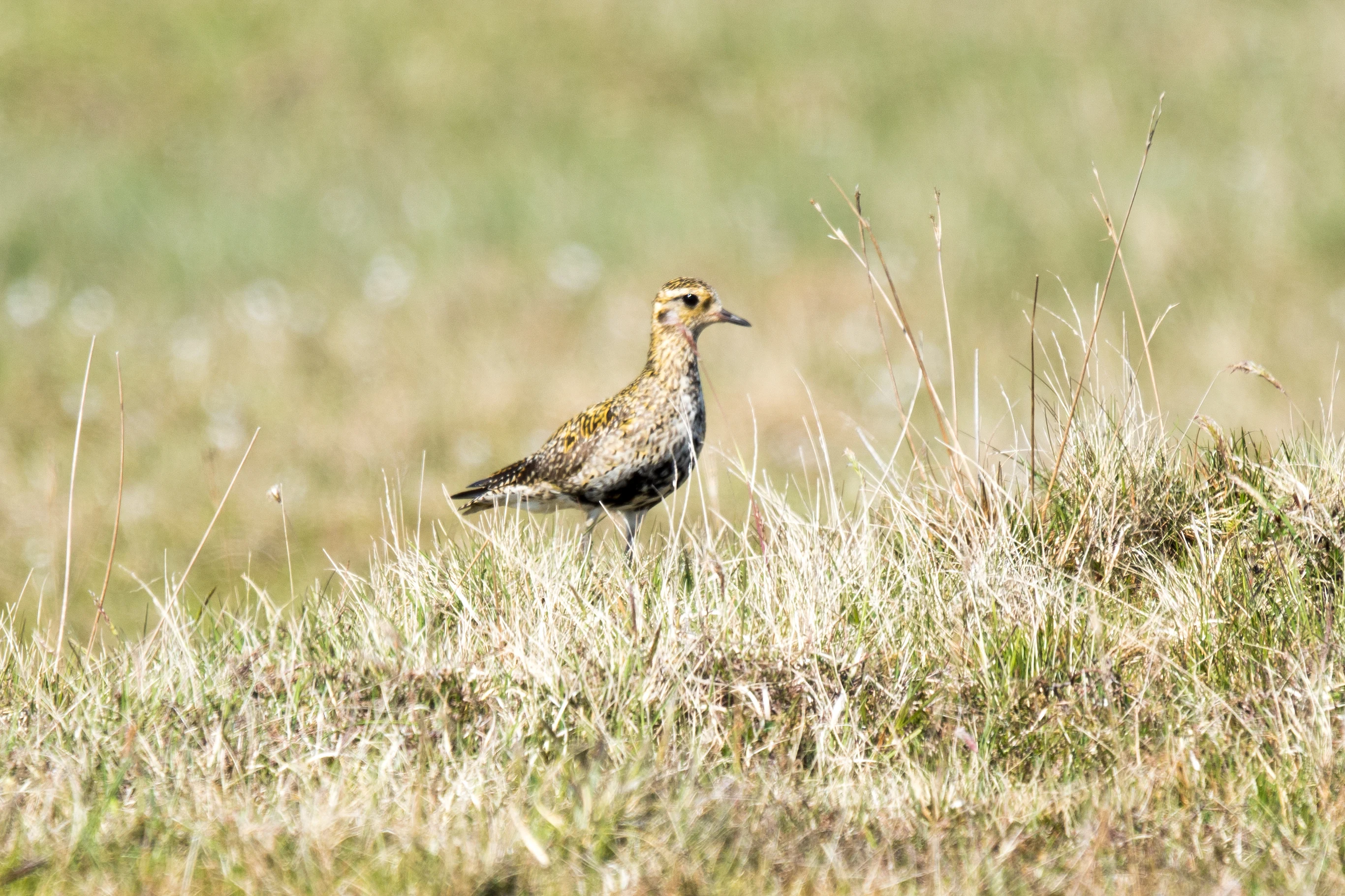 Golden Plover, Fetlar, UK — photo by Jim Bennett