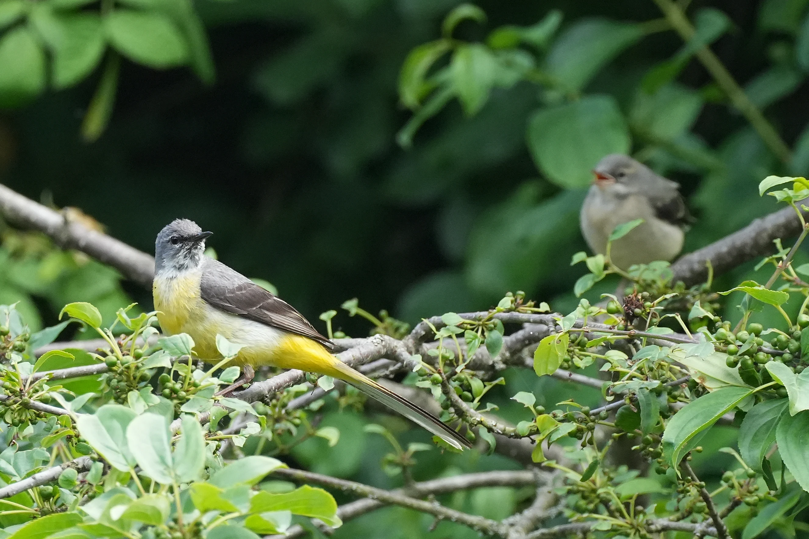 Grey Wagtails, Culham Lock, Oxfordshire, UK — photo by Jim Bennett