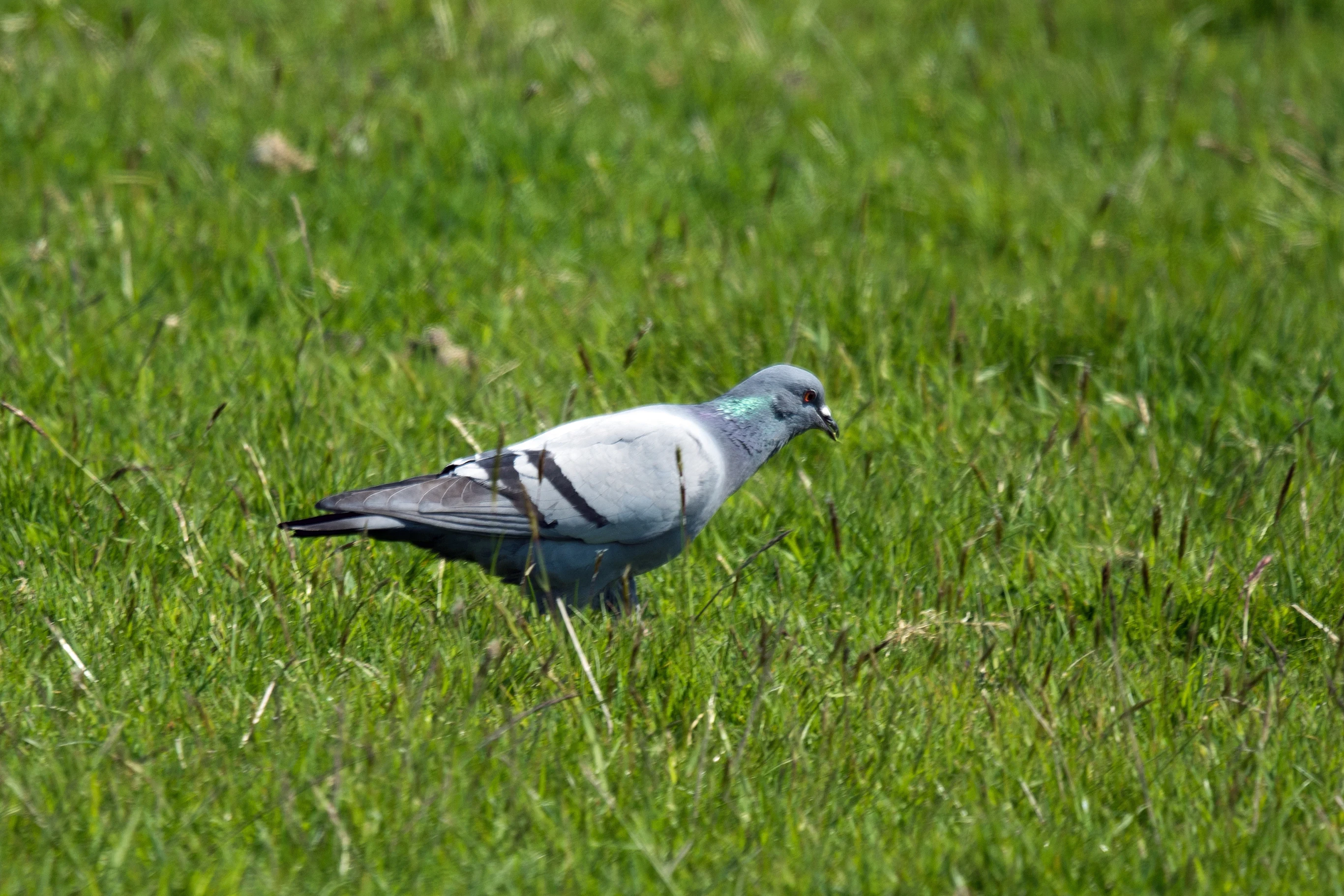 Rock Dove, Fetlar, UK — photo by Jim Bennett