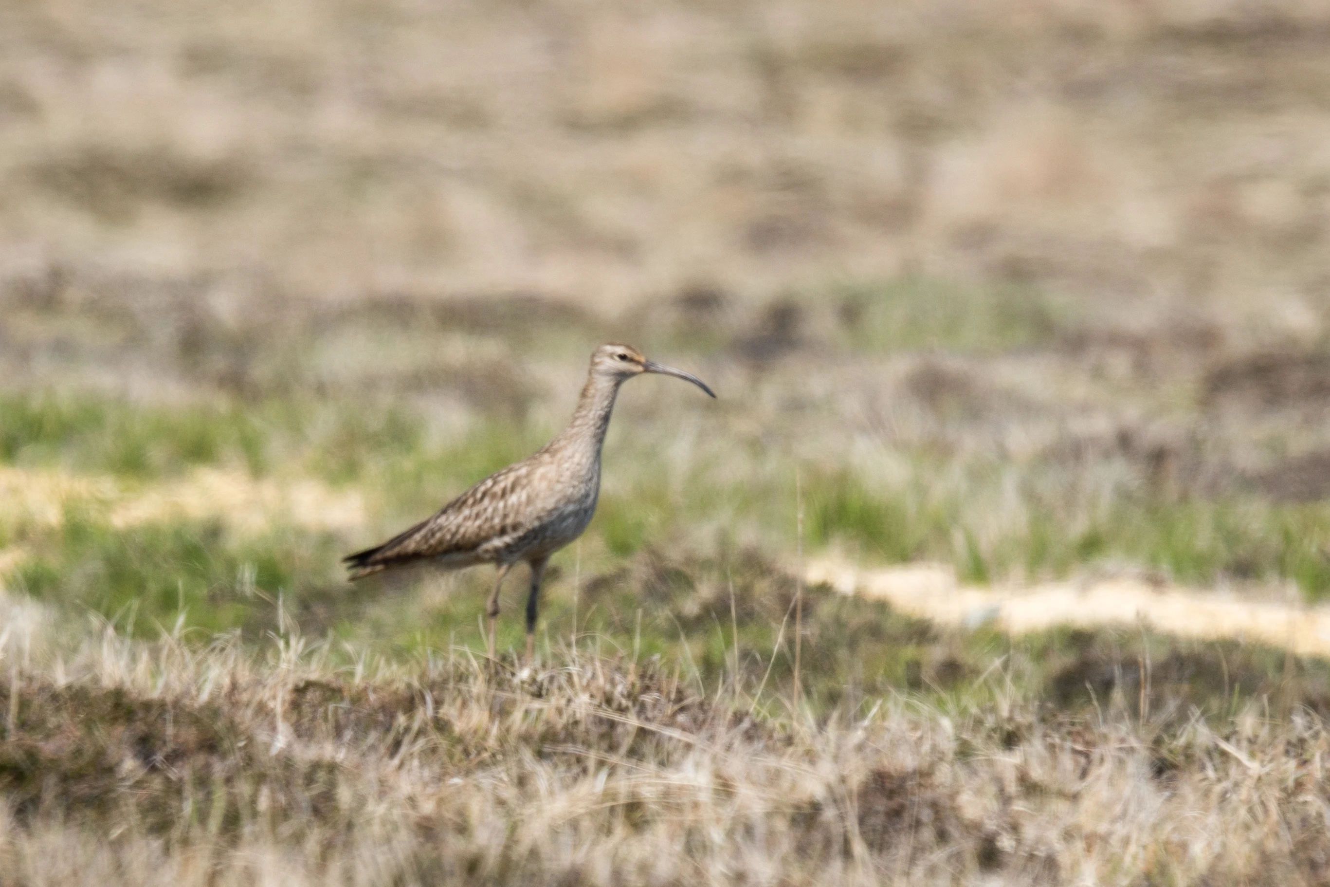 Whimbrel, Fetlar, UK — photo by Jim Bennett