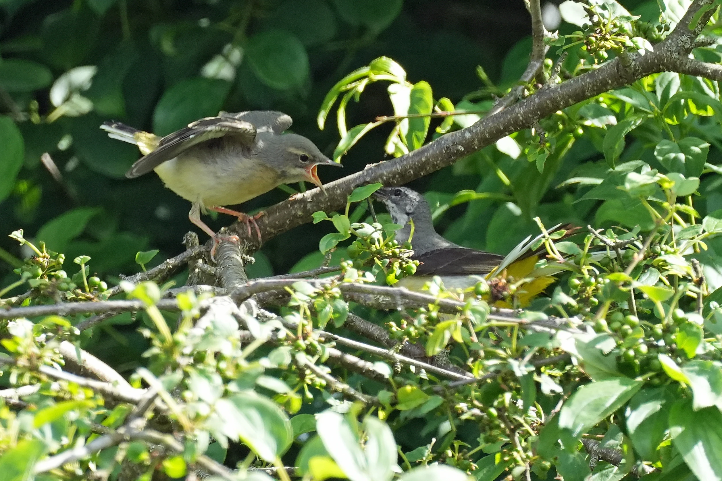 Grey Wagtails, Culham Lock, Oxfordshire, UK — photo by Jim Bennett