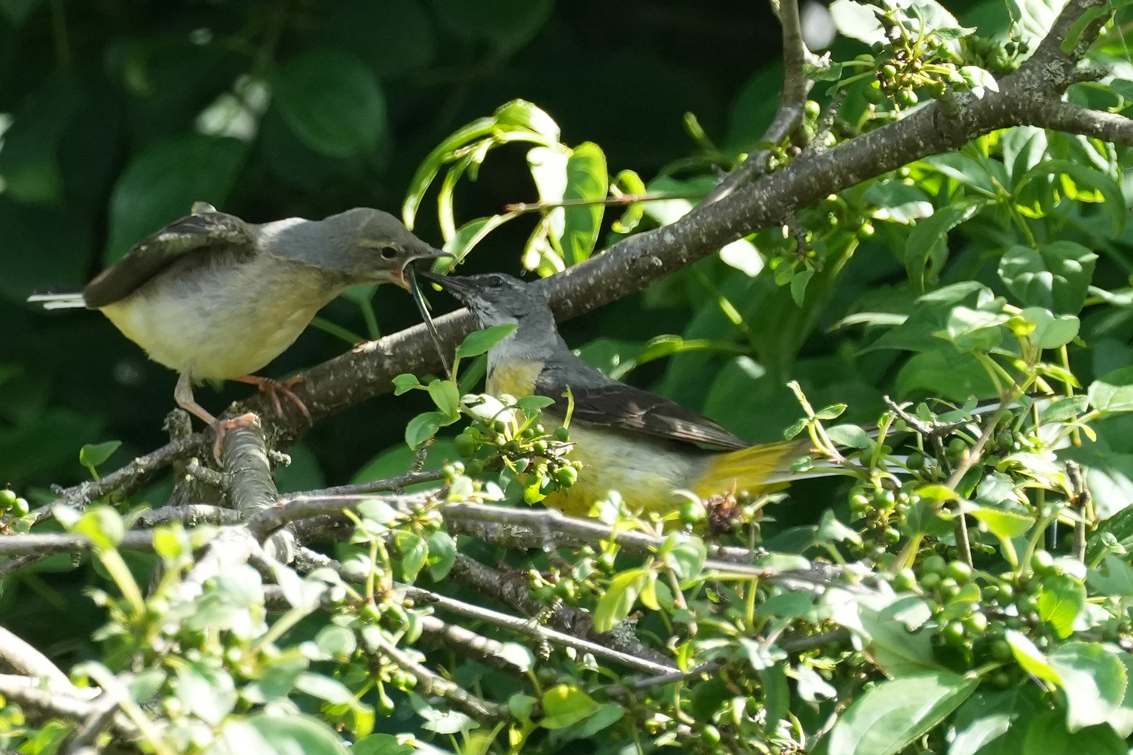 Grey Wagtails, Culham Lock, Oxfordshire, UK — photo by Jim Bennett