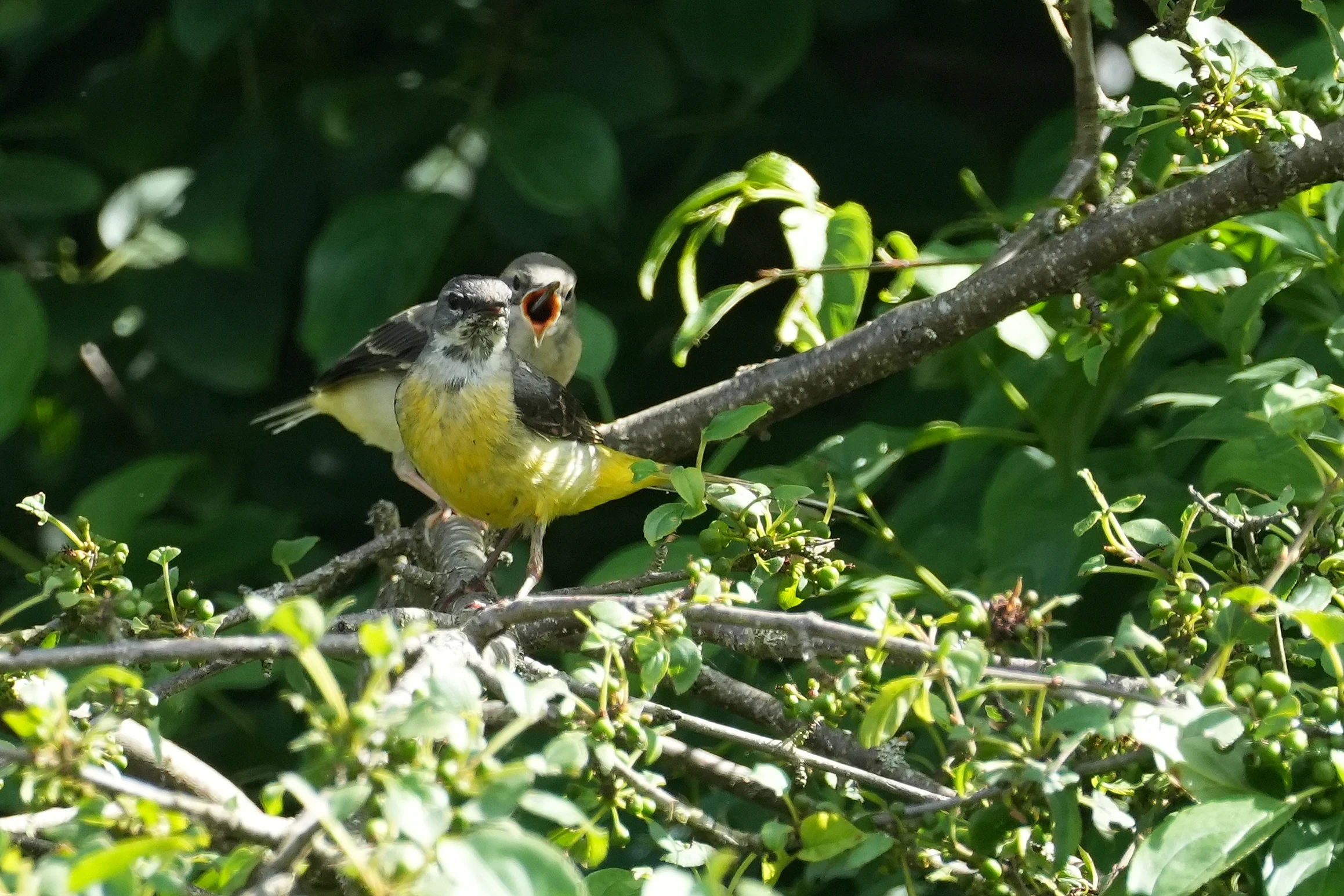 Grey Wagtails, Culham Lock, Oxfordshire, UK — photo by Jim Bennett