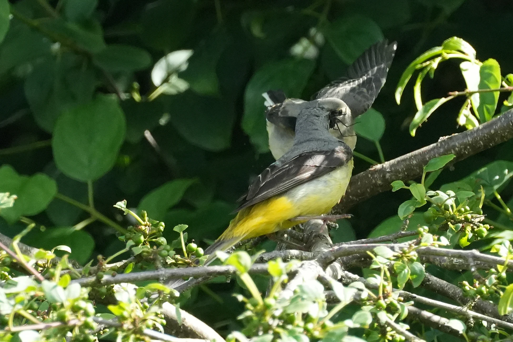 Grey Wagtails, Culham Lock, Oxfordshire, UK — photo by Jim Bennett