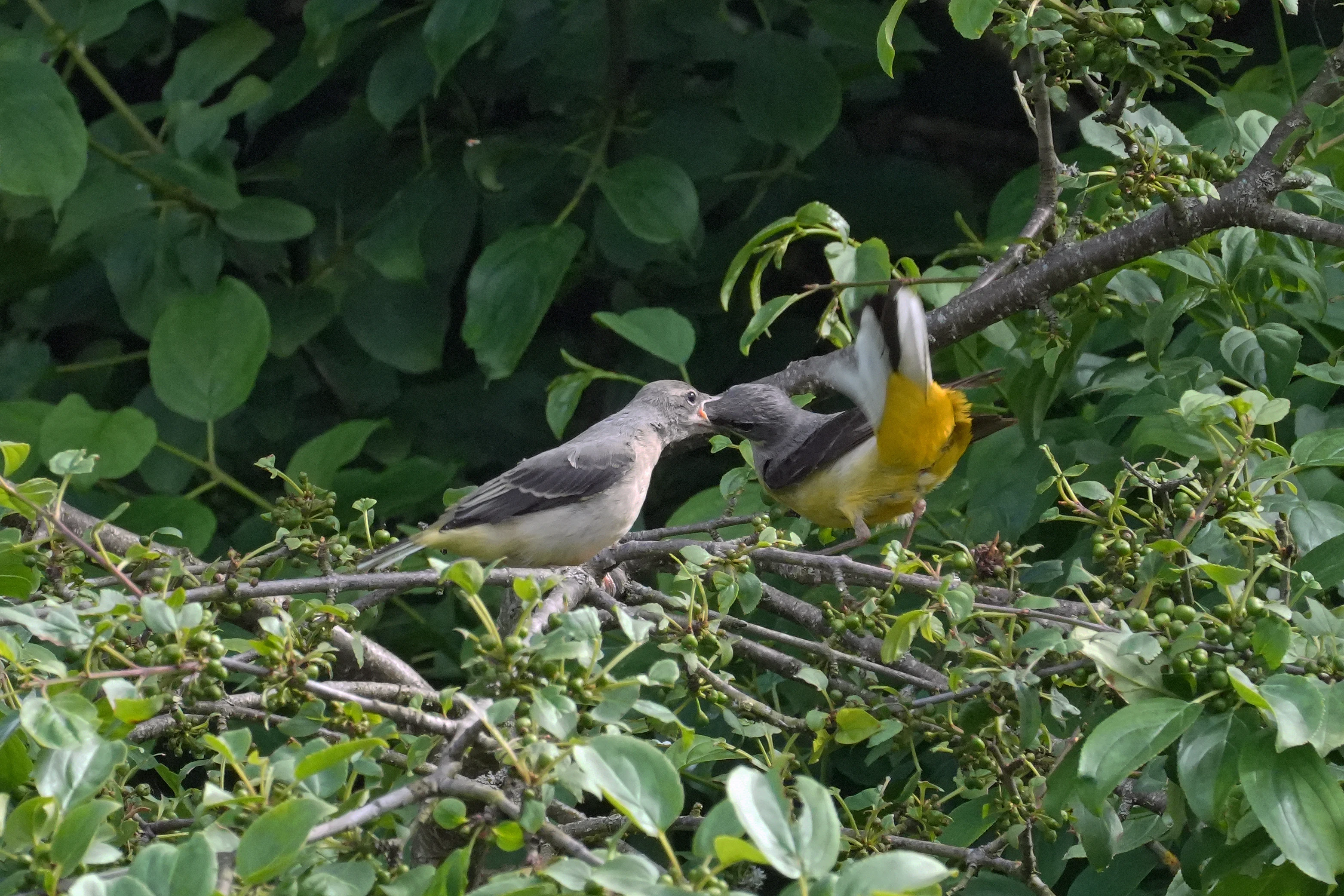 Grey Wagtails, Culham Lock, Oxfordshire, UK — photo by Jim Bennett