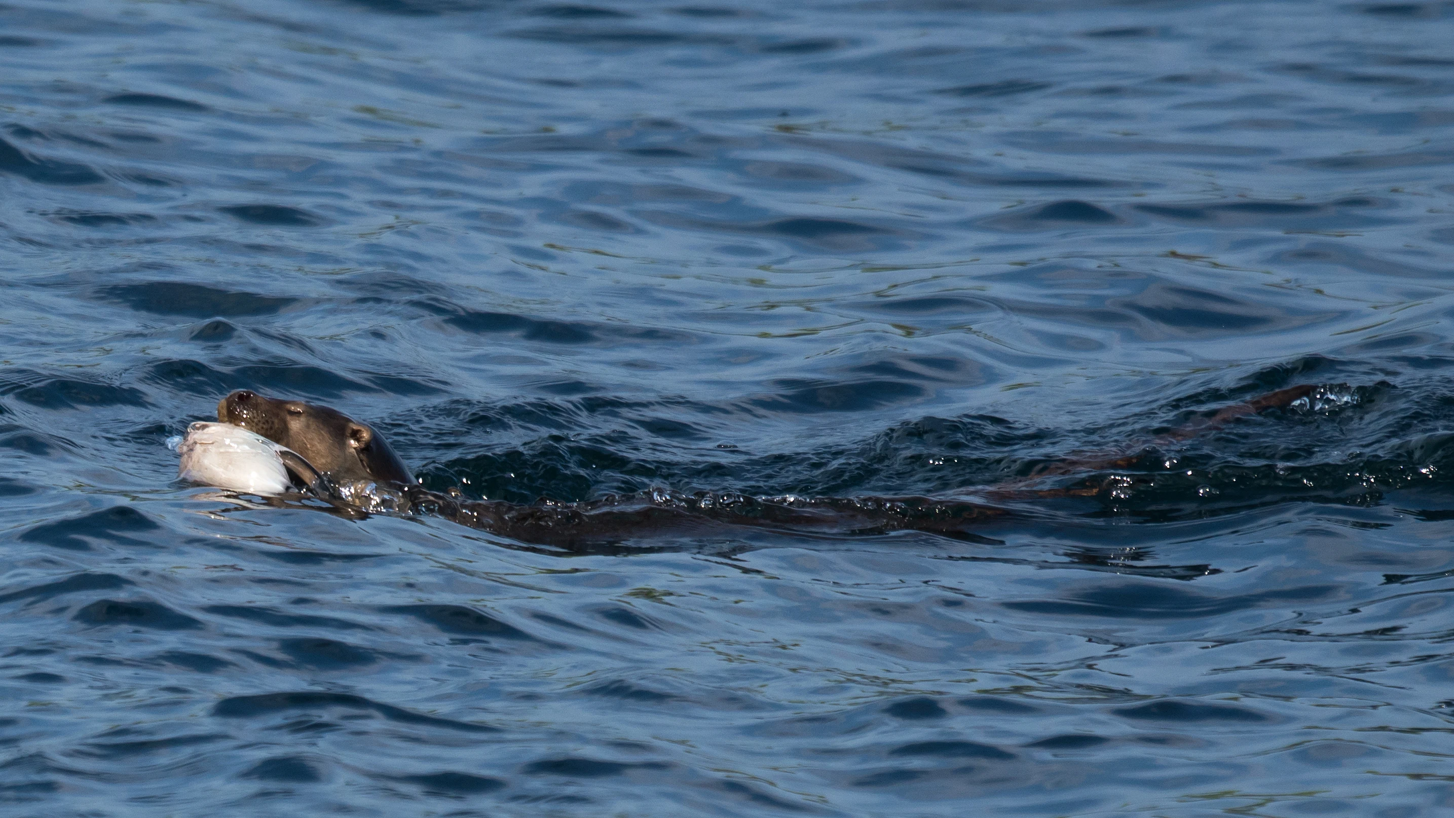 Otter, Shetland, UK — photo by Jim Bennett