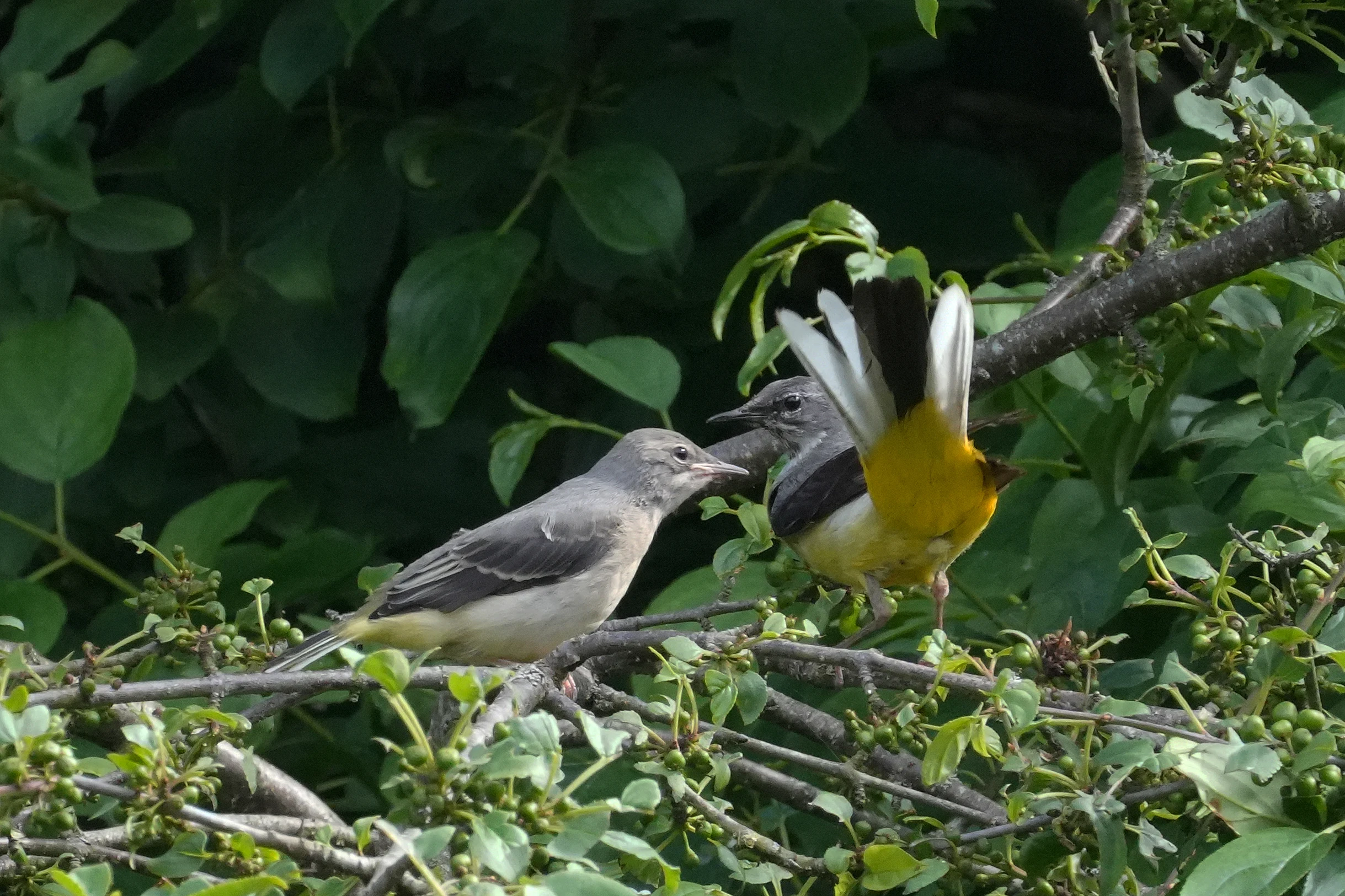 Grey Wagtails, Culham Lock, Oxfordshire, UK — photo by Jim Bennett