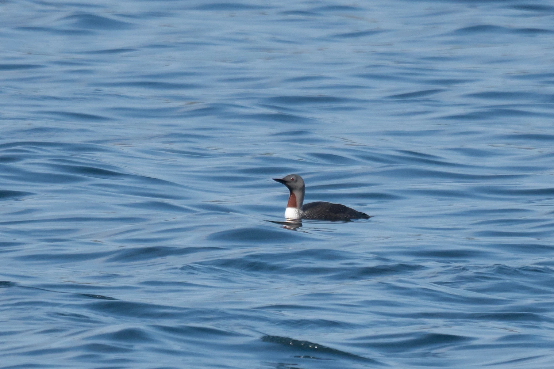 Red-throated Diver, Shetland, UK — photo by Jim Bennett