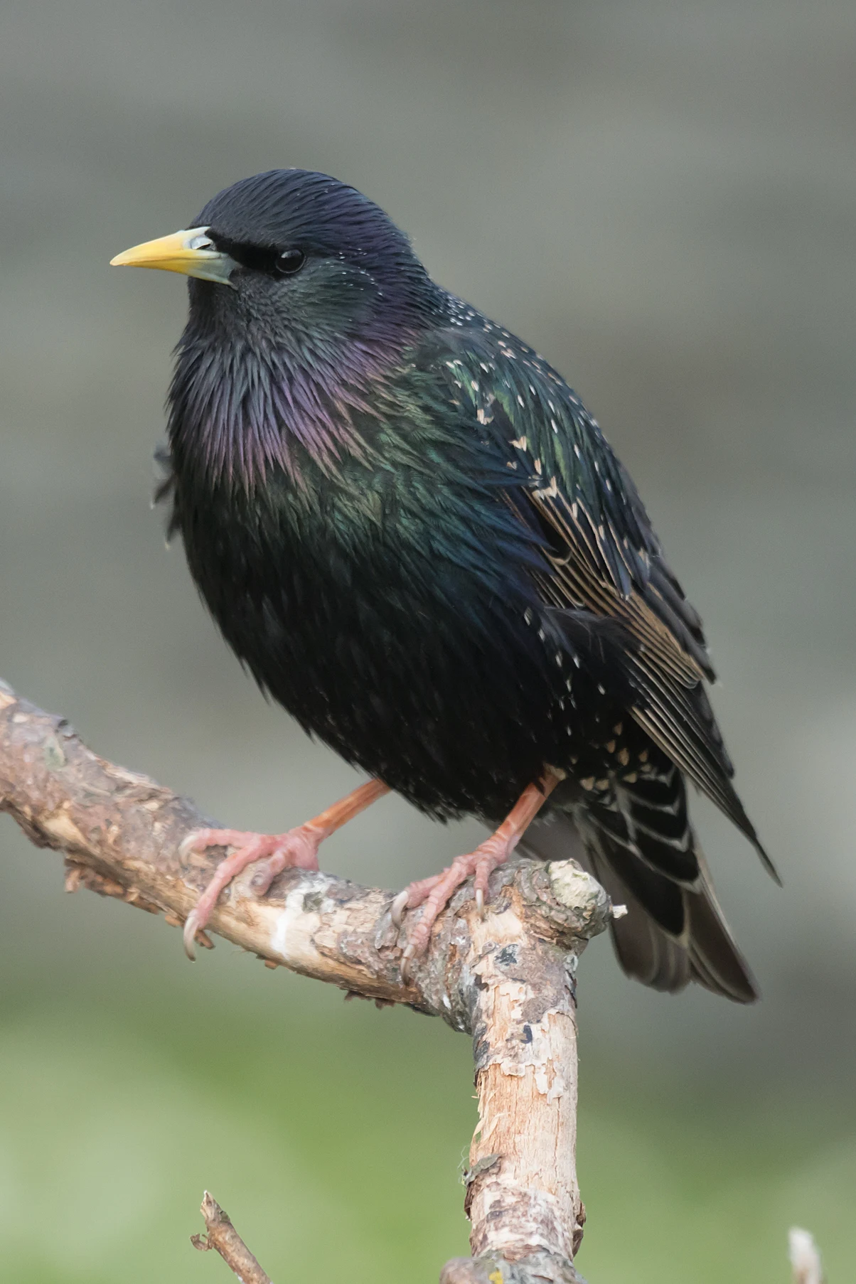 Starling, Shetland, UK — photo by Jim Bennett