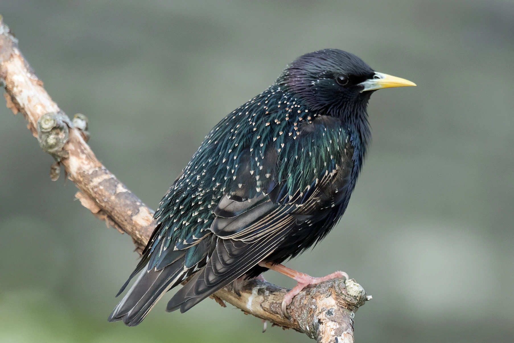 Starling, Shetland, UK — photo by Jim Bennett