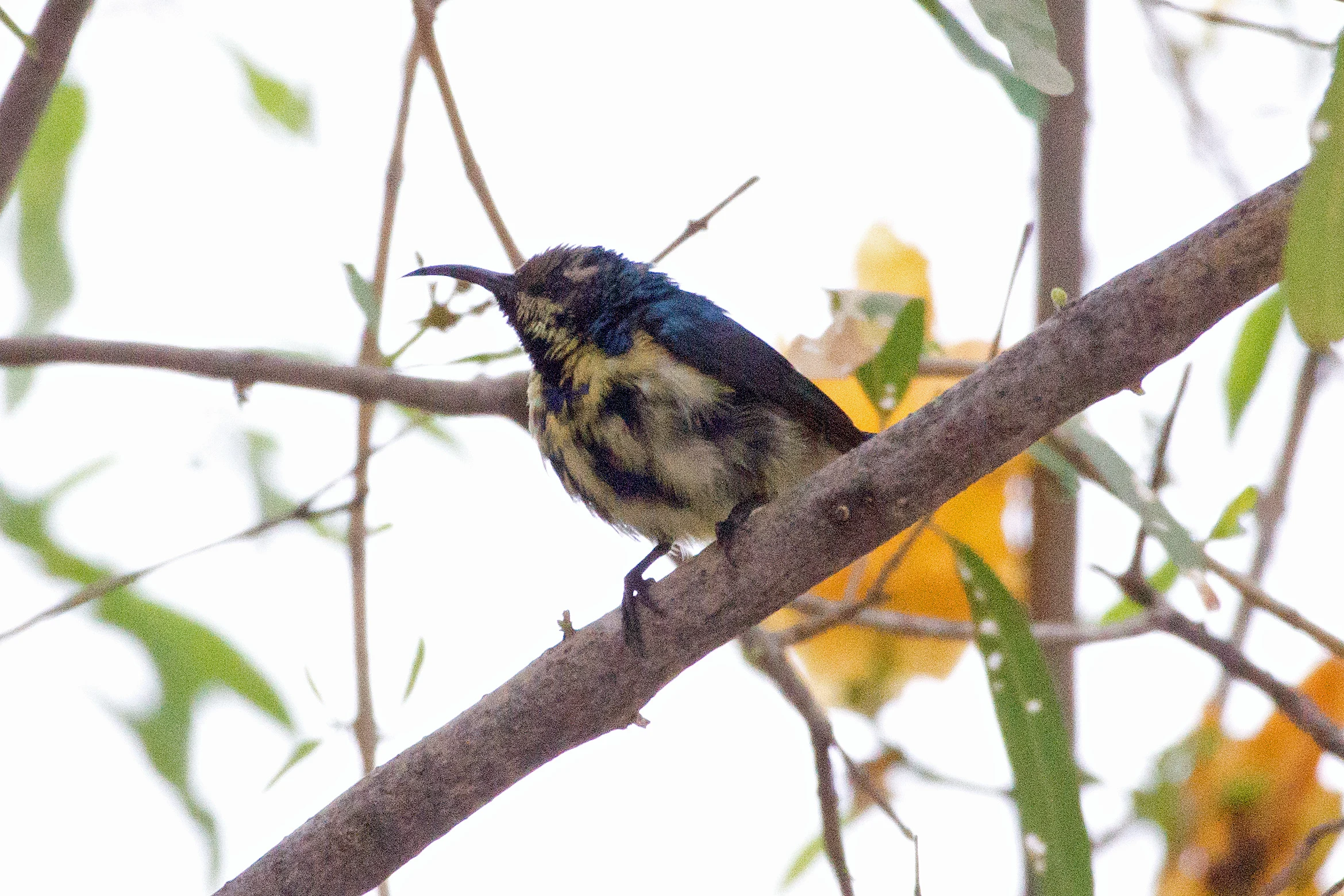 Purple Sunbird, Jodhpur, Rajasthan, India — photo by Jim Bennett