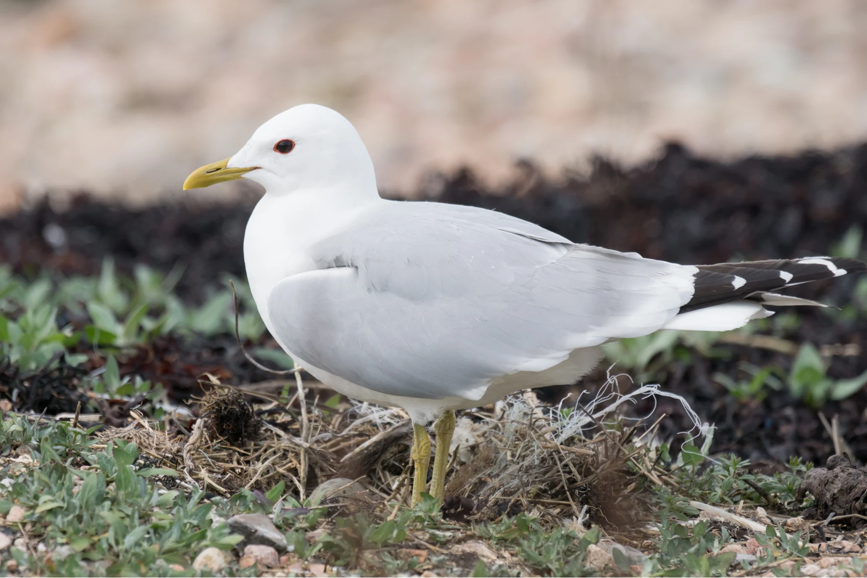 Common Gull, Sullom Voe, Shetland, UK — photo by Jim Bennett