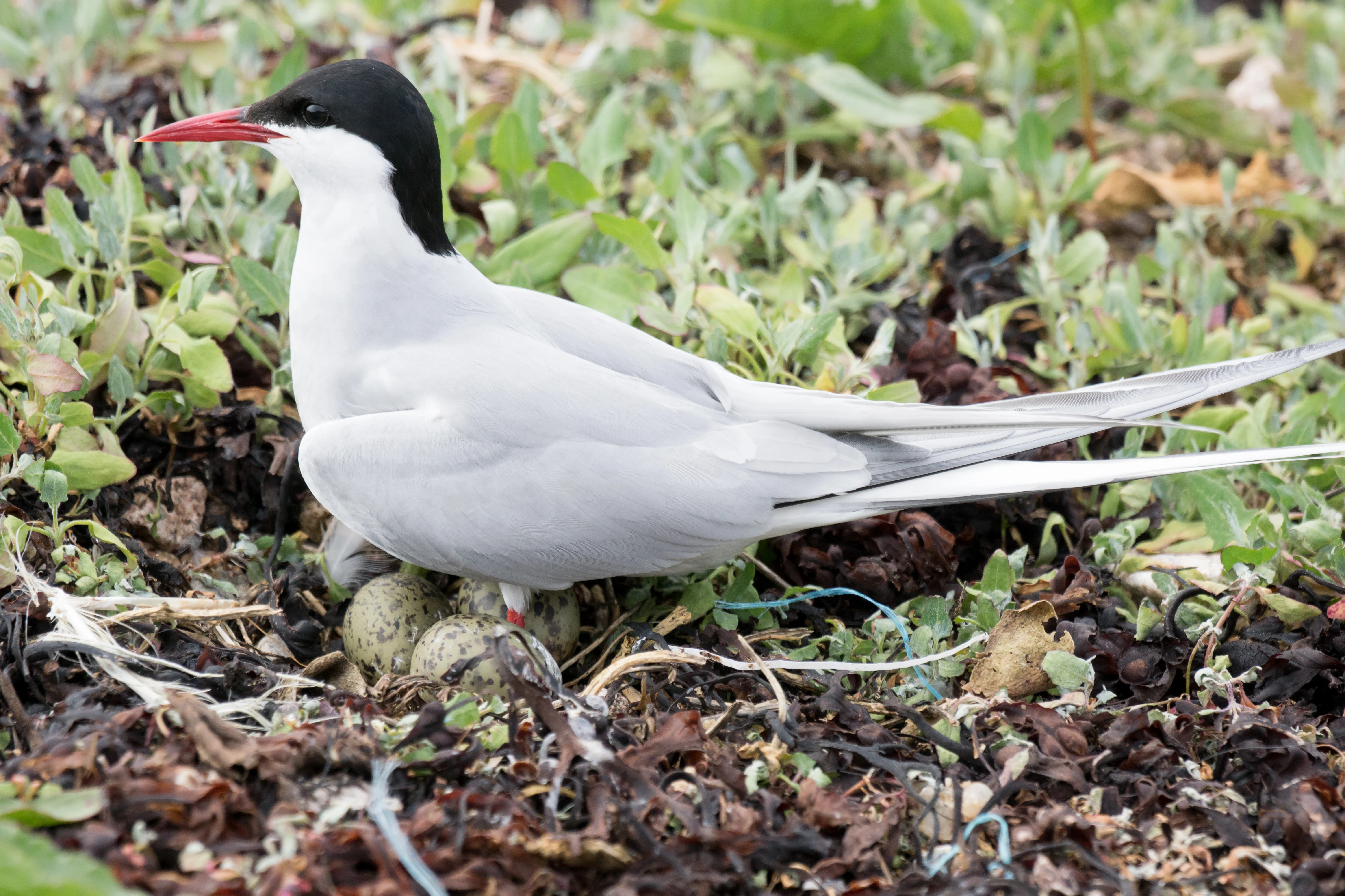 Arctic Tern & eggs, Sullom Voe, Shetland, UK — photo by Jim Bennett
