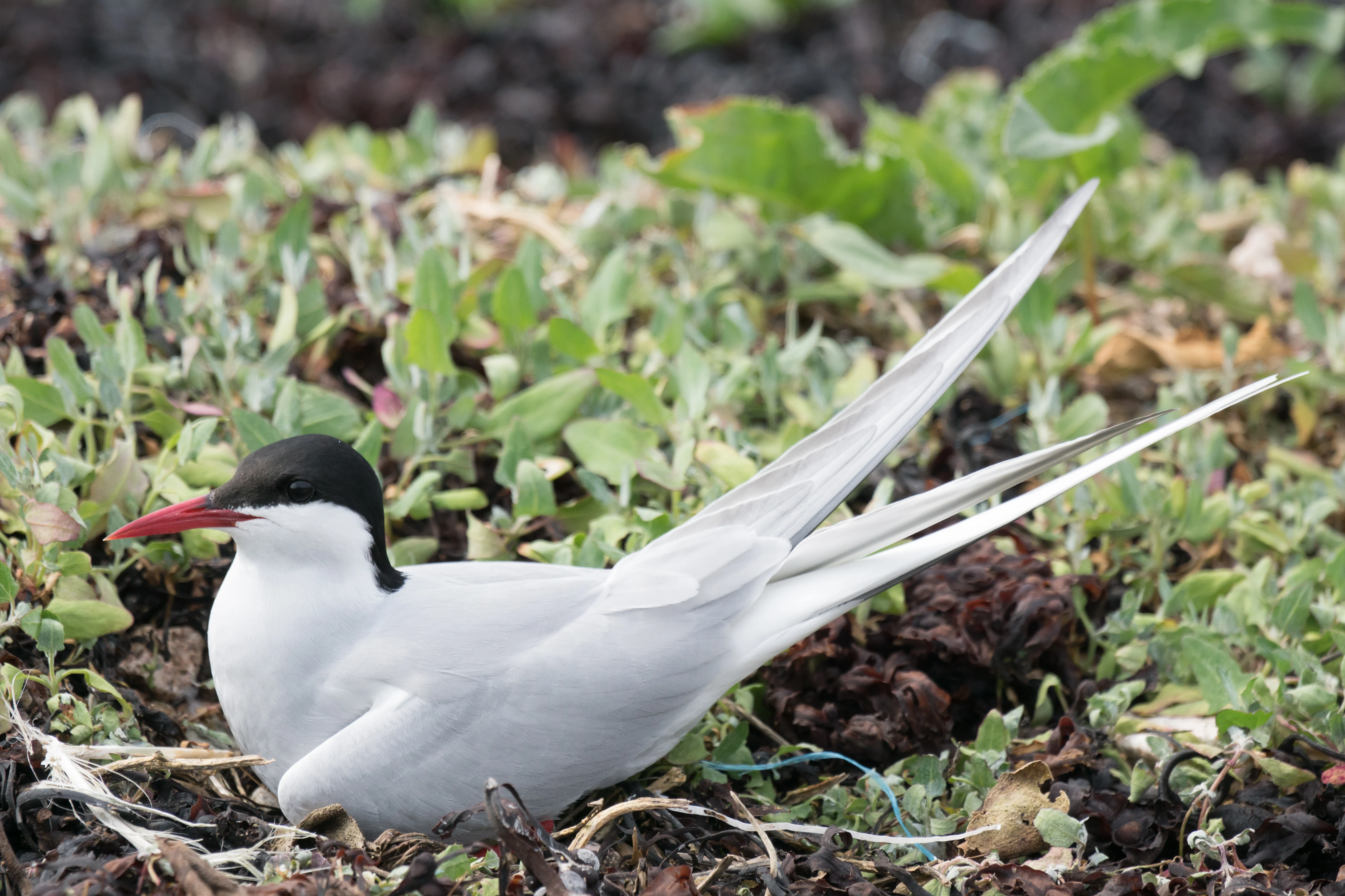 Arctic Tern on nest, Sullom Voe, Shetland, UK — photo by Jim Bennett