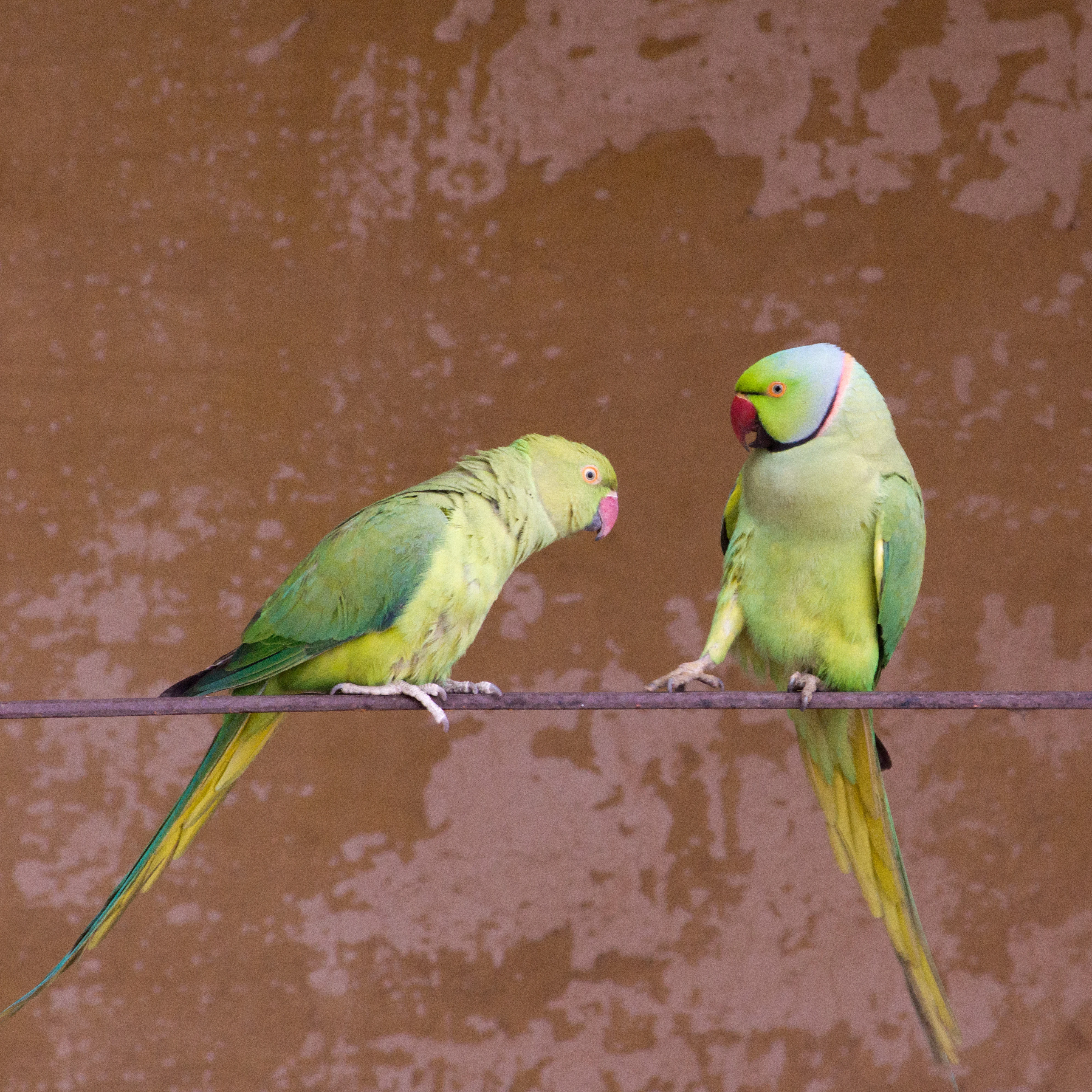 Rose-ringed Parakeet, Jodhpur Fort, Rajasthan, India — photo by Jim Bennett