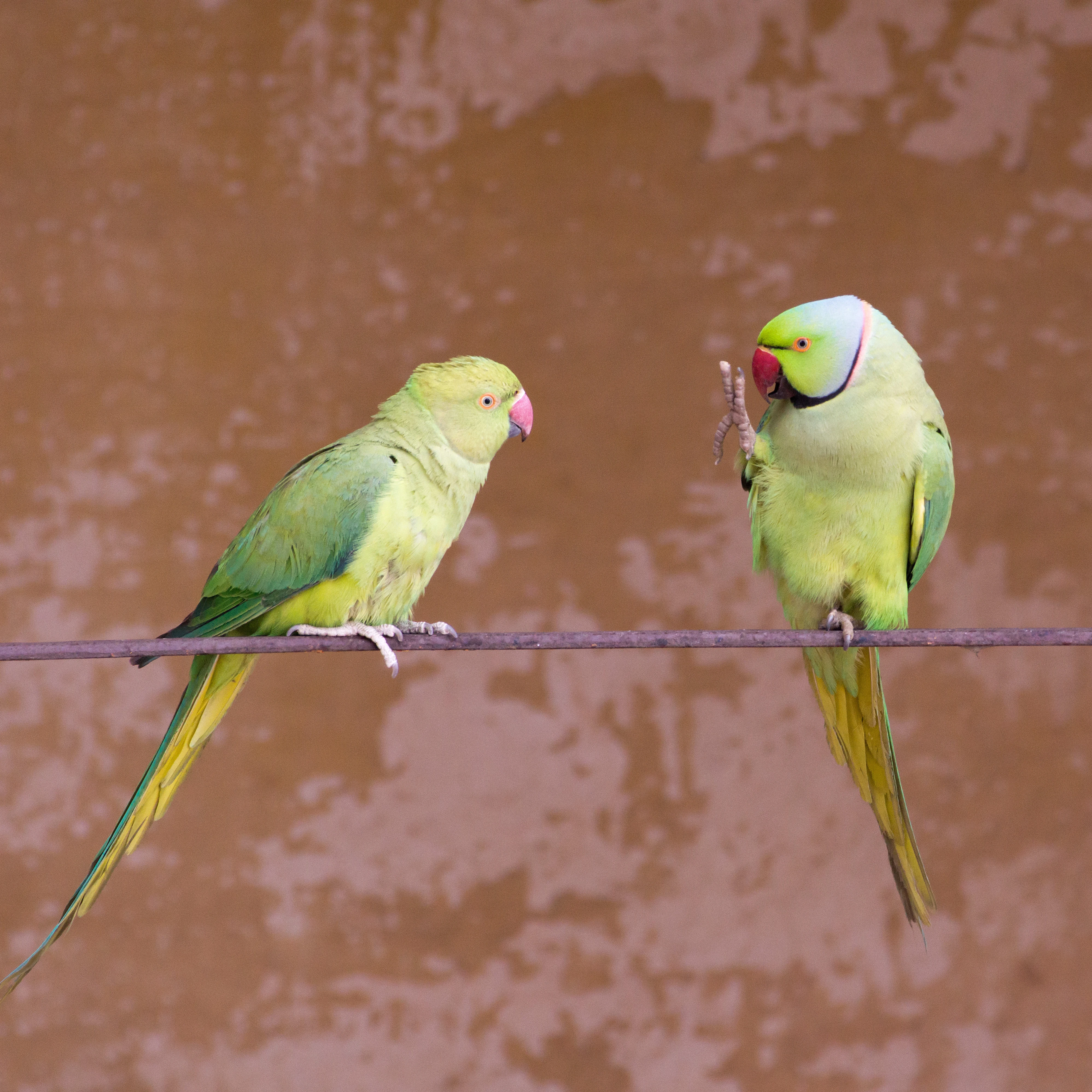 Rose-ringed Parakeet, Jodhpur Fort, Rajasthan, India — photo by Jim Bennett