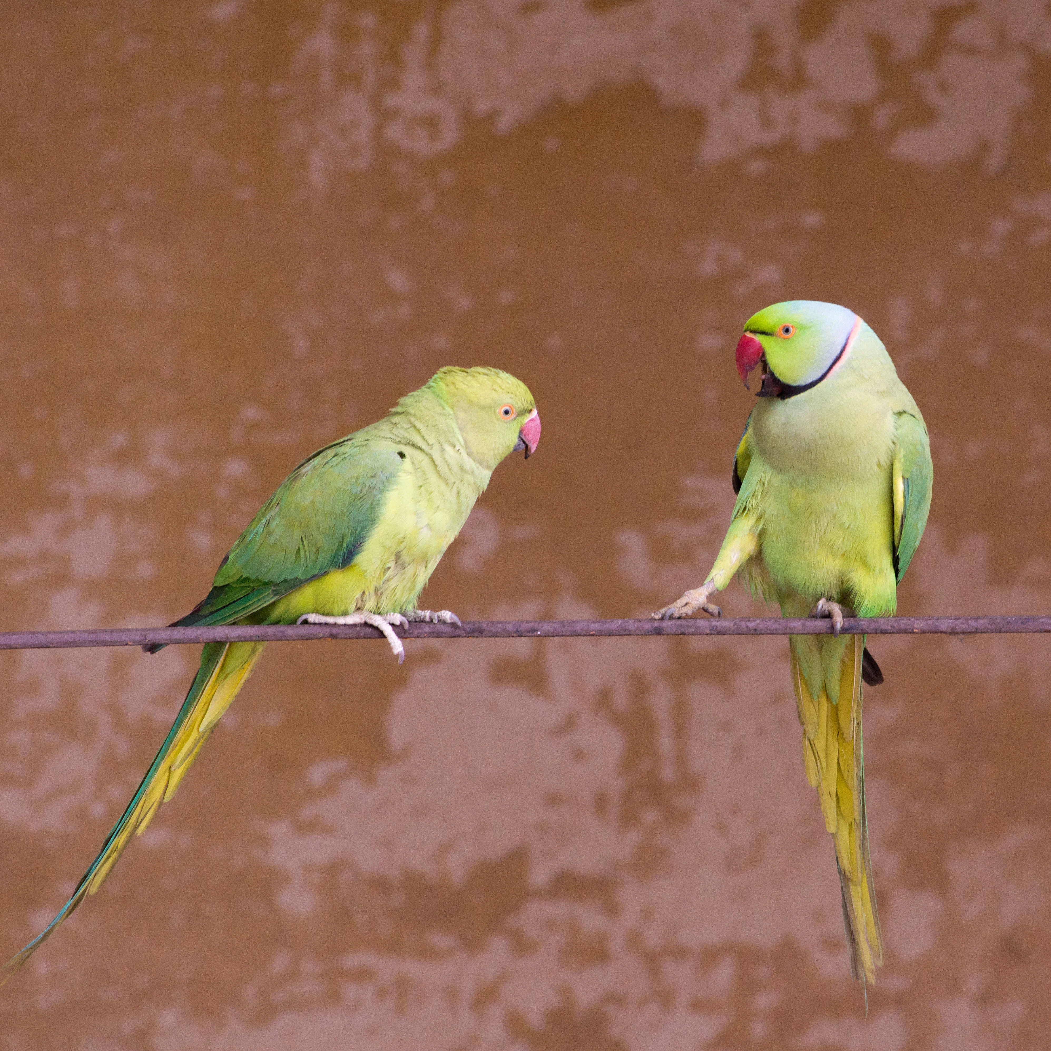 Rose-ringed Parakeet, Jodhpur Fort, Rajasthan, India — photo by Jim Bennett