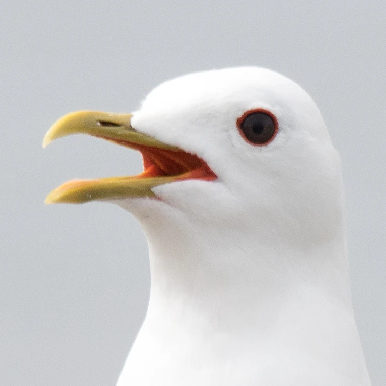 Common Gull, Sullom Voe, Shetland, UK — photo by Jim Bennett