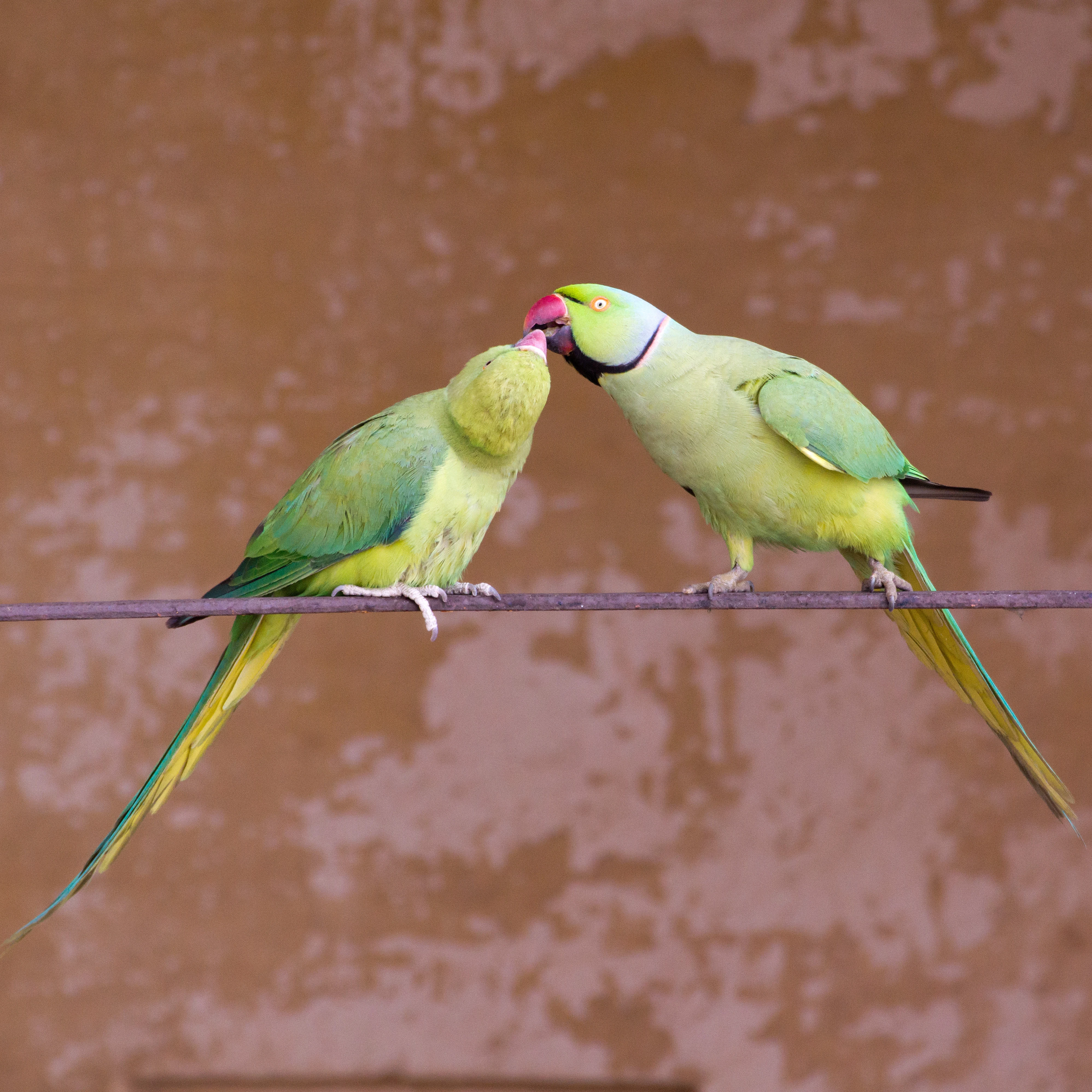 Rose-ringed Parakeet, Jodhpur Fort, Rajasthan, India — photo by Jim Bennett