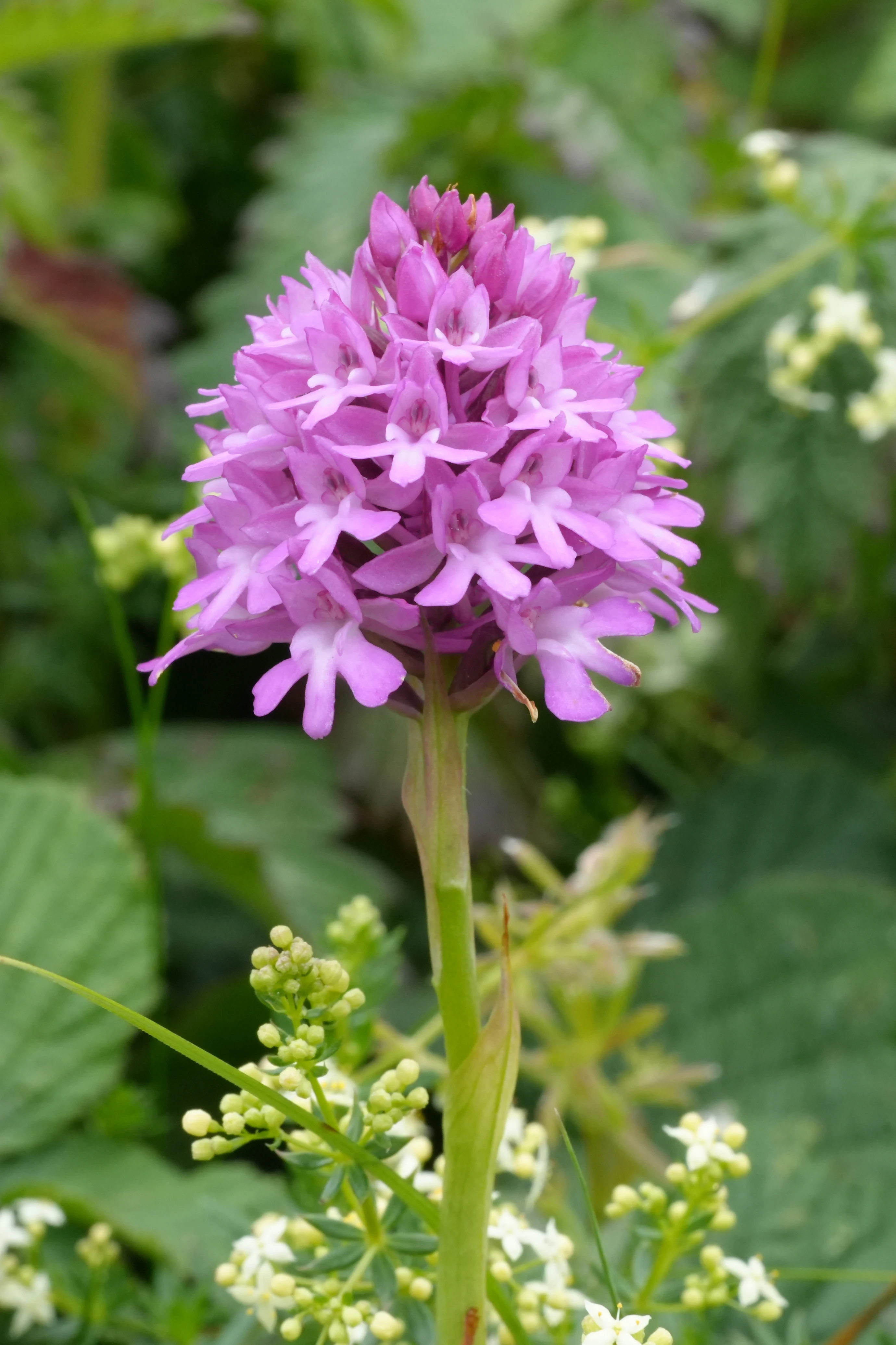 Pyramid Orchid, Isle of Wight, UK — photo by Jim Bennett