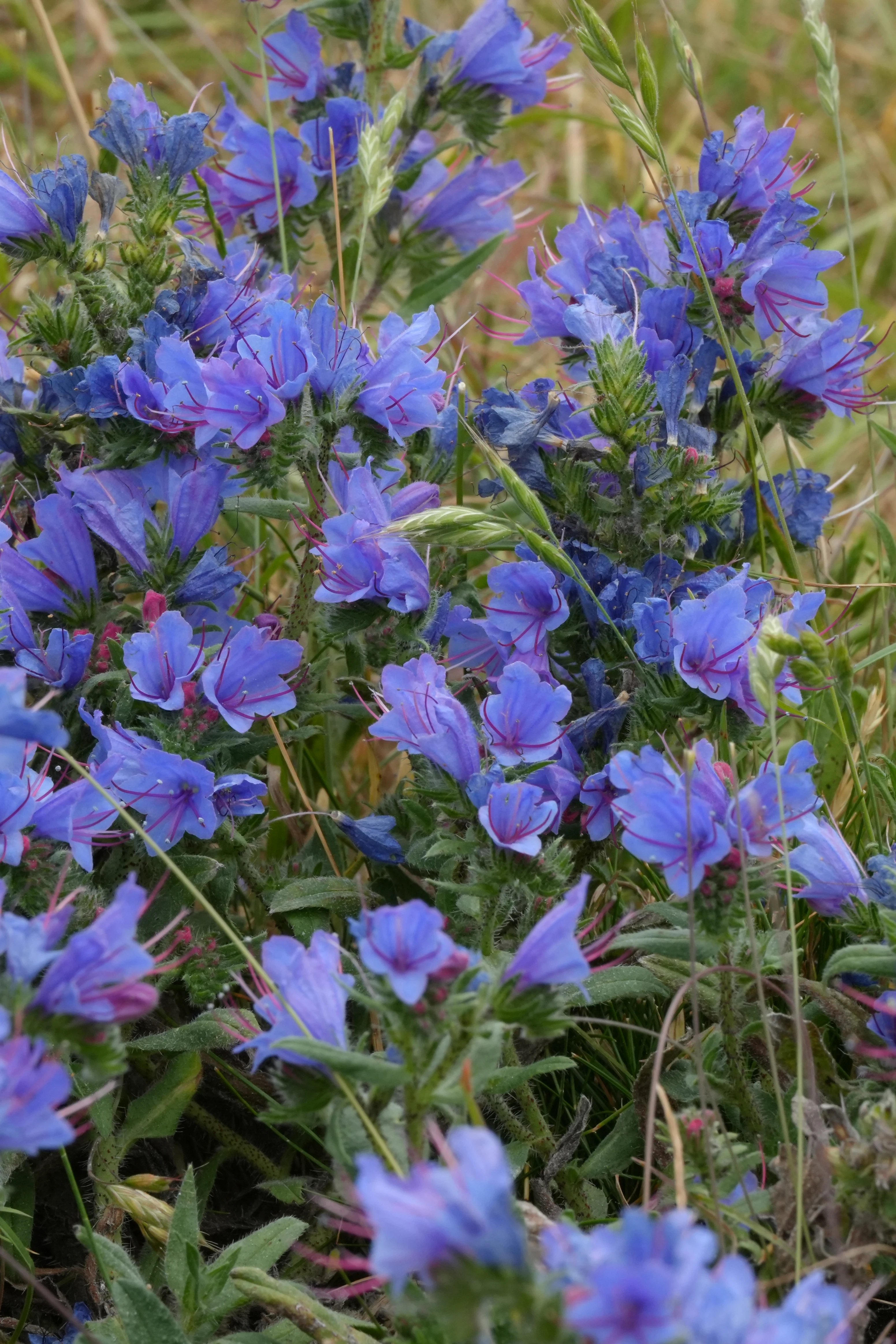 Viper's Bugloss, Isle of Wight, UK — photo by Jim Bennett
