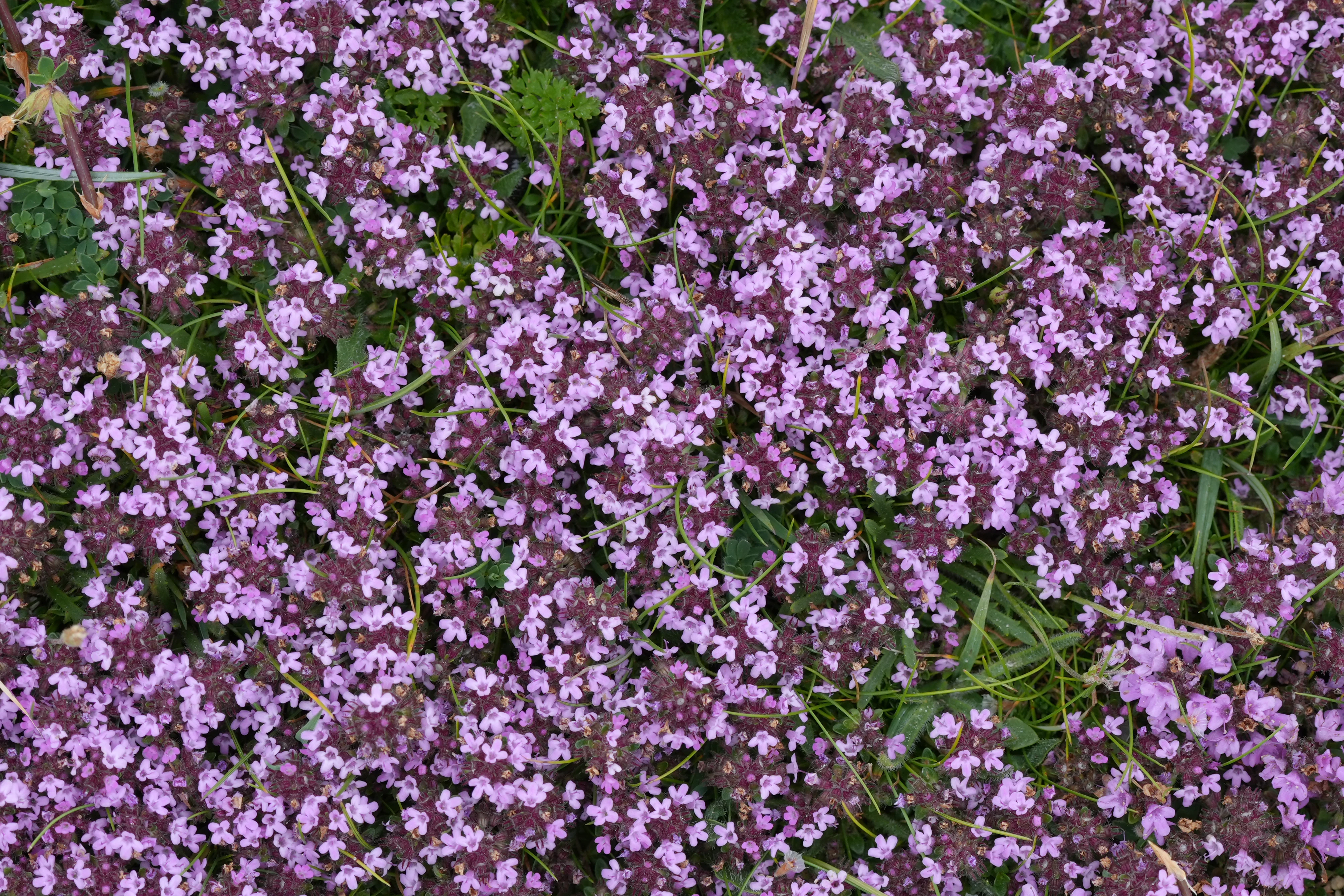Thyme, Isle of Wight, UK — photo by Jim Bennett