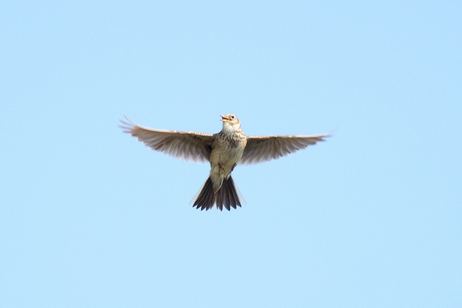 Skylark, Shetland, UK — photo by Jim Bennett