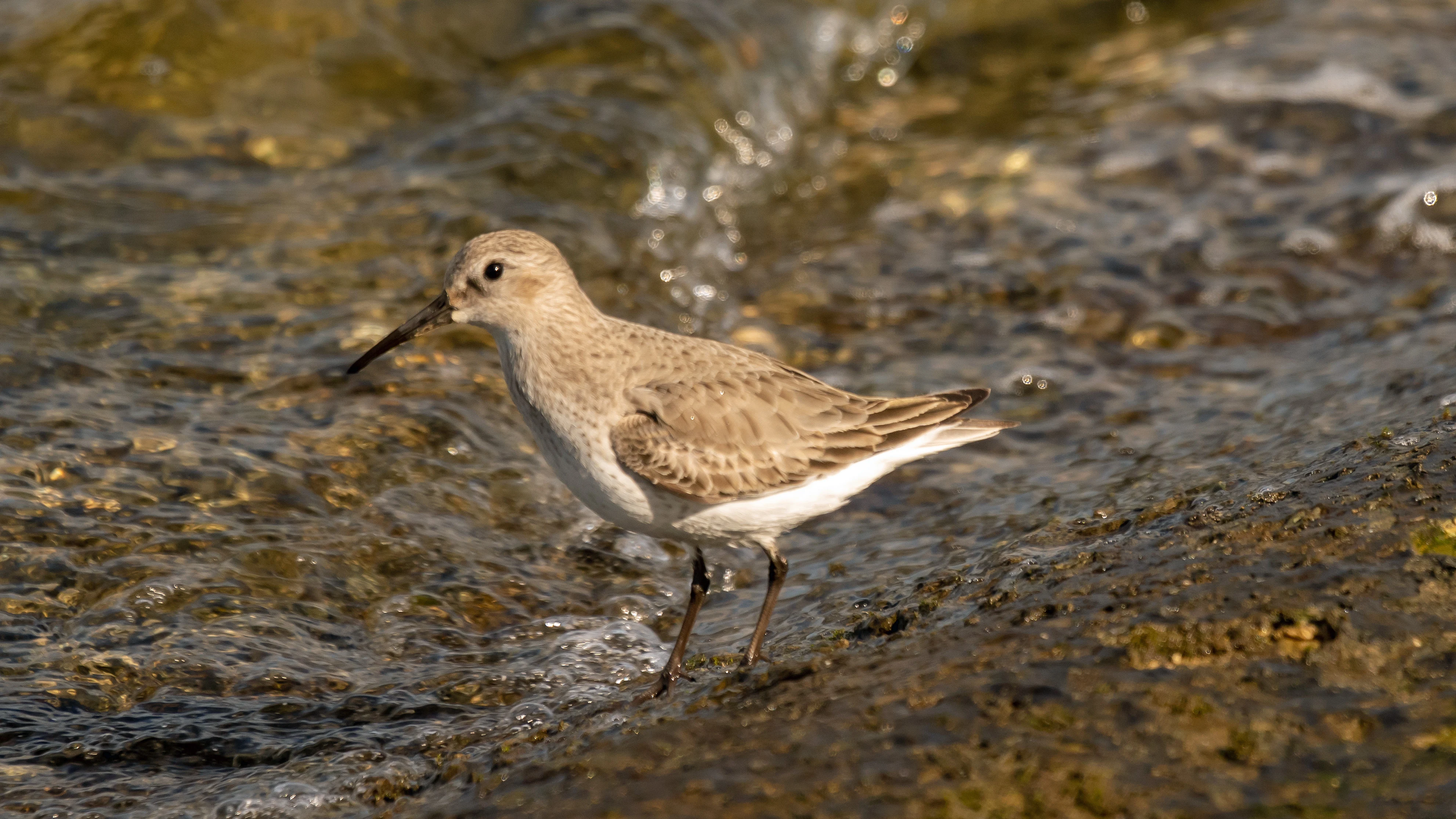 Dunlin, Farmoor, Oxfordshire, UK — photo by Jim Bennett