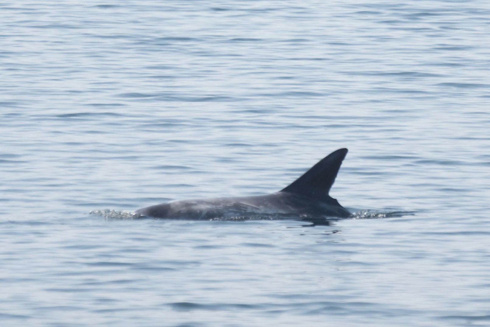 Risso's Dolphin, Shetland, UK — photo by Jim Bennett