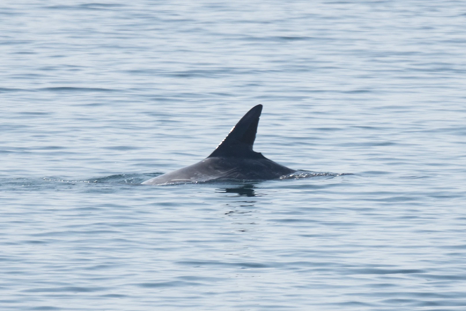 Risso's Dolphin, Shetland, UK — photo by Jim Bennett